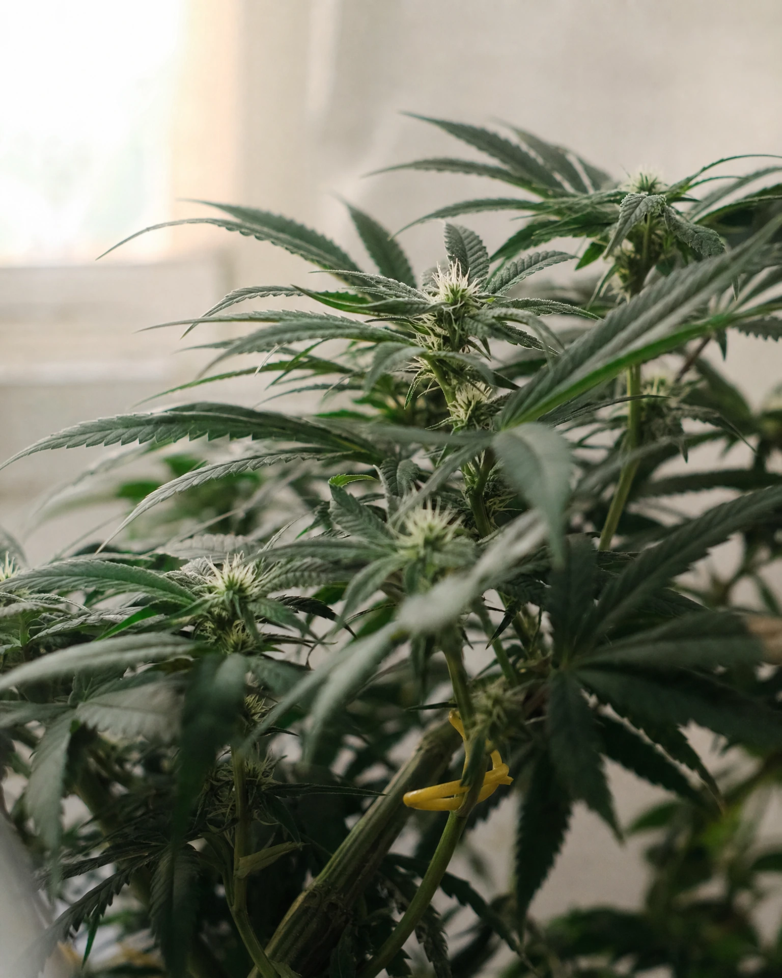 Cannatonic in der frühen Blütephase