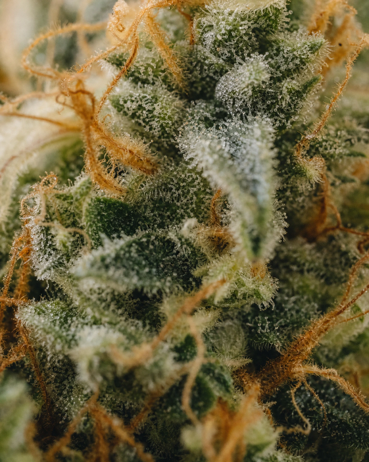 Trichome der Cannabissorte Cannatonic in Nahaufnahme