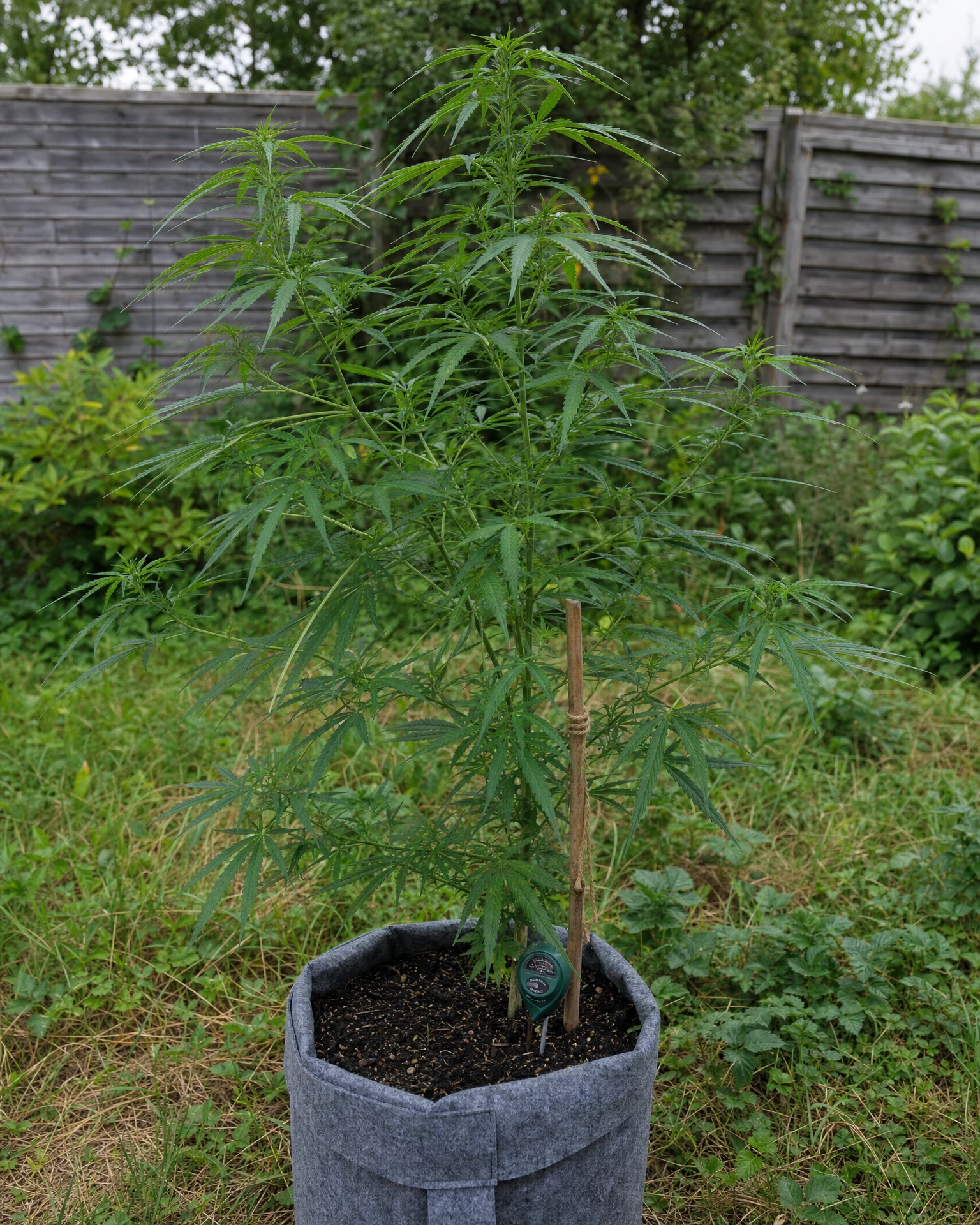 Durban Poison in der vegetativen Wachstumsphase