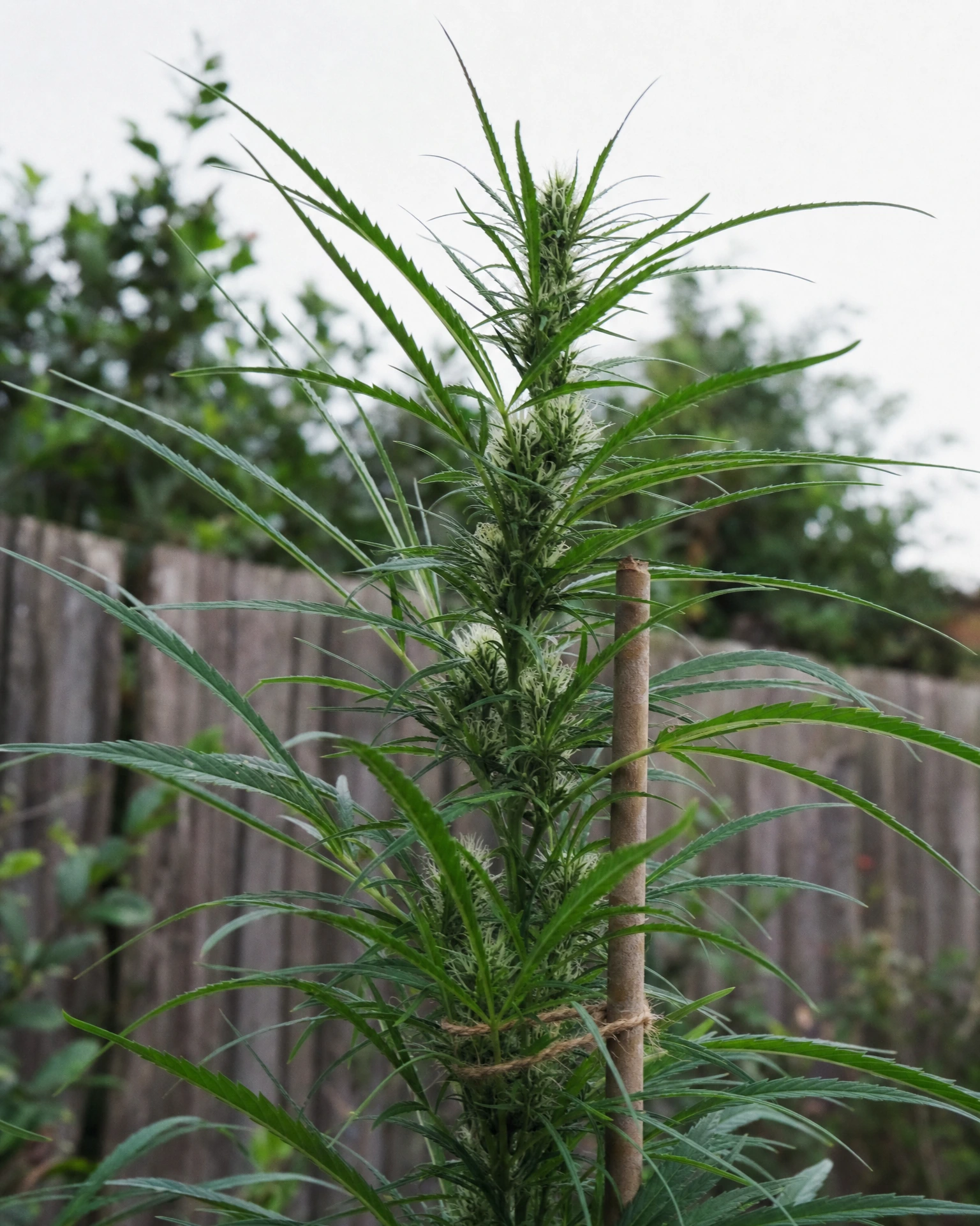 Durban Poison in der frühen Blütephase