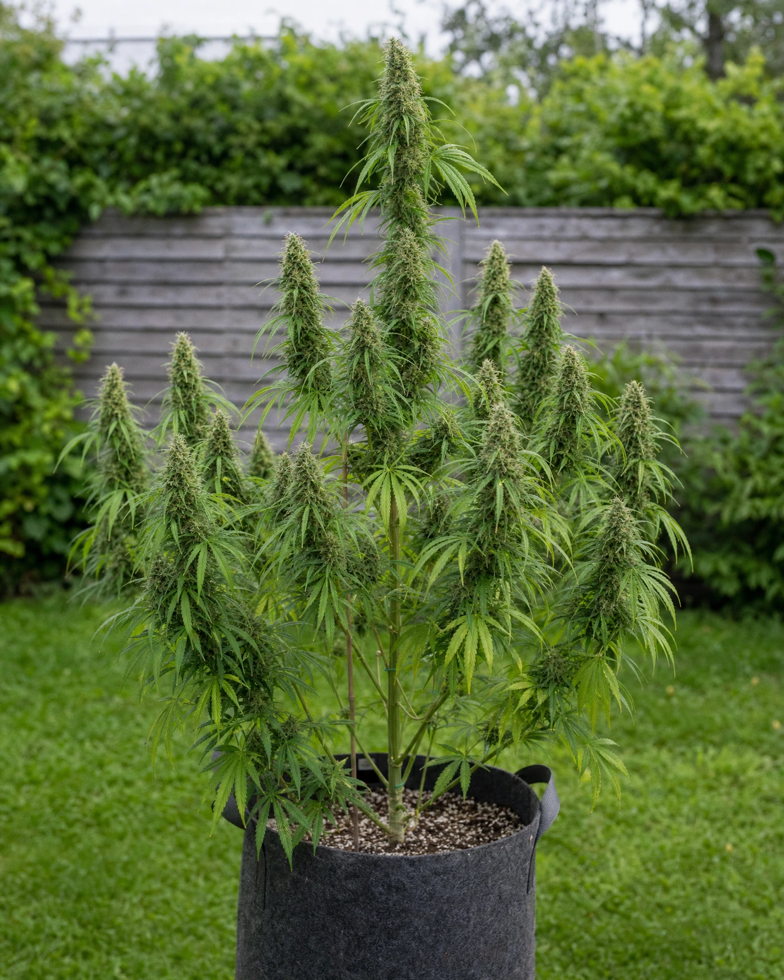 Ausgewachsene Cannabispflanze der Sorte Durban Poison