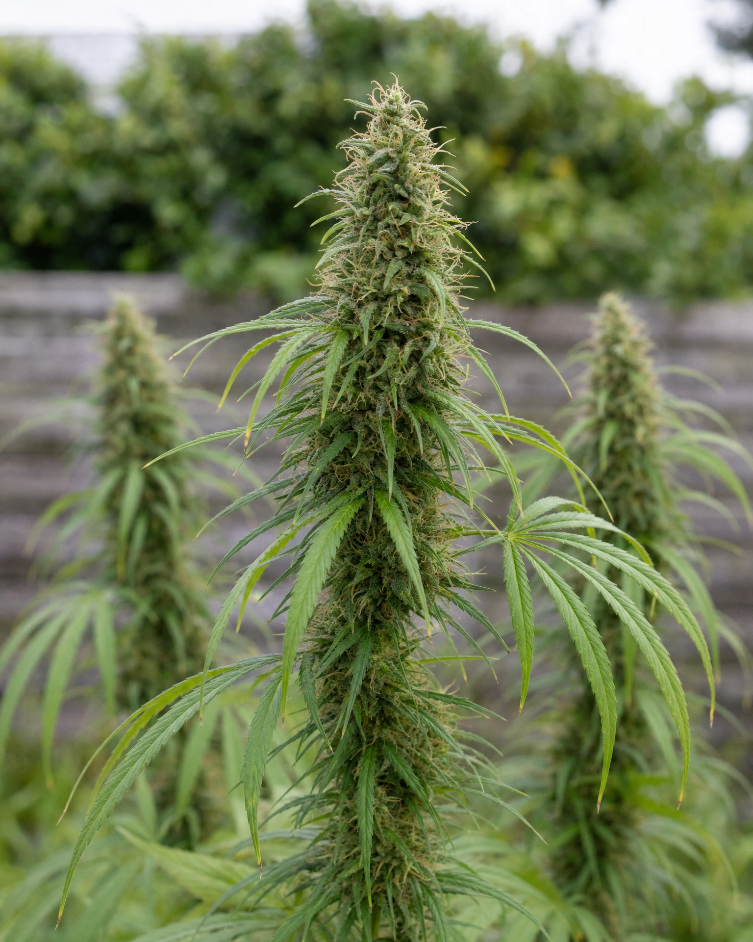 Ausgereifte Cannabispflanze der Sorte Durban Poison aus einem zweiten Blickwinkel
