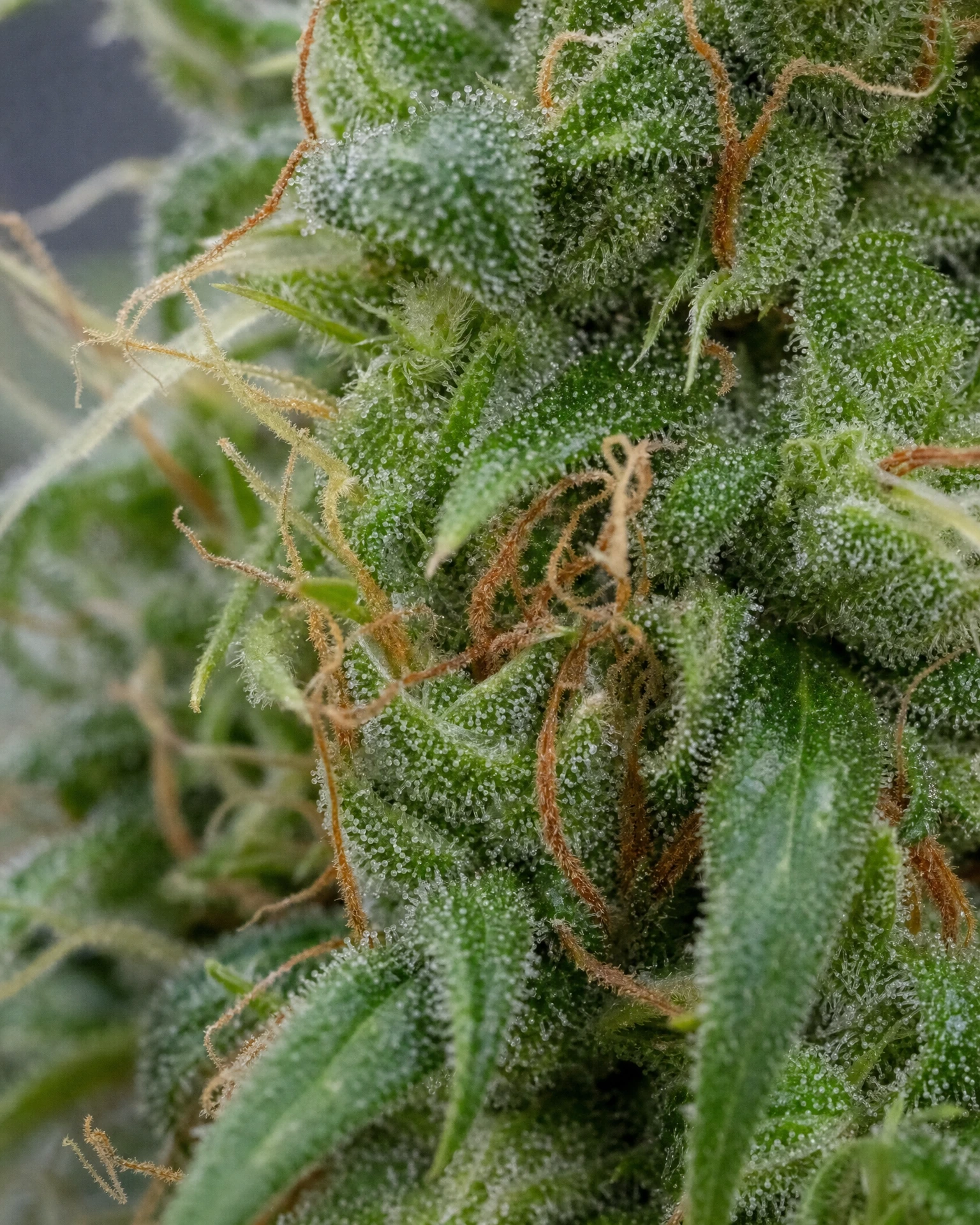 Trichome der Cannabissorte Durban Poison in Nahaufnahme