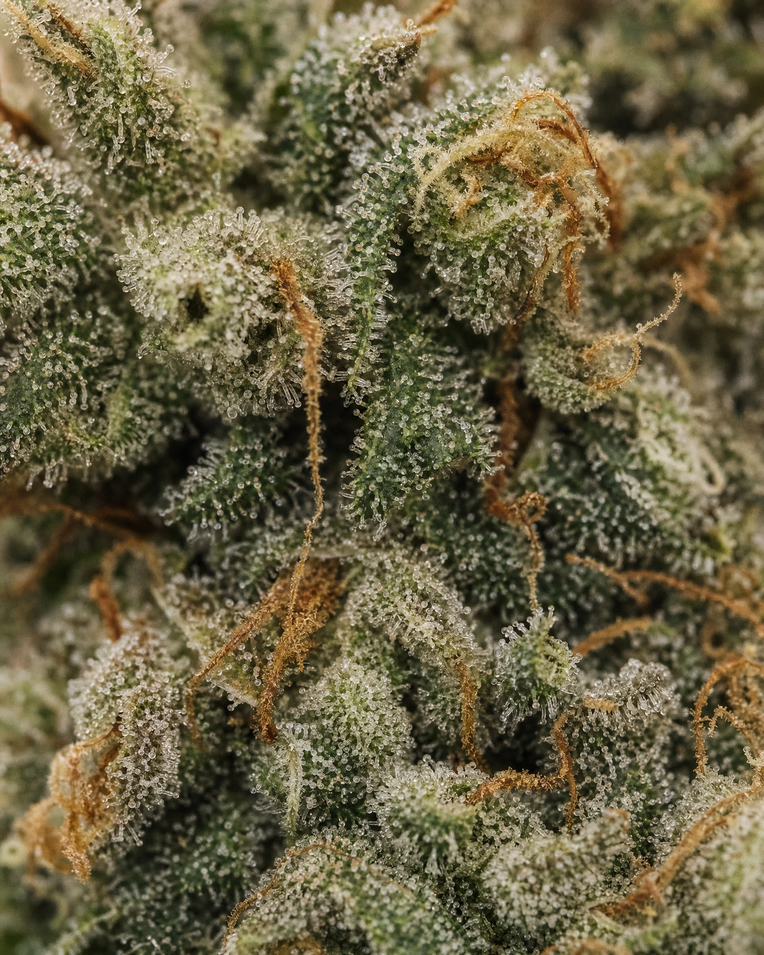Trichome der Cannabissorte Fat Bastard in Nahaufnahme