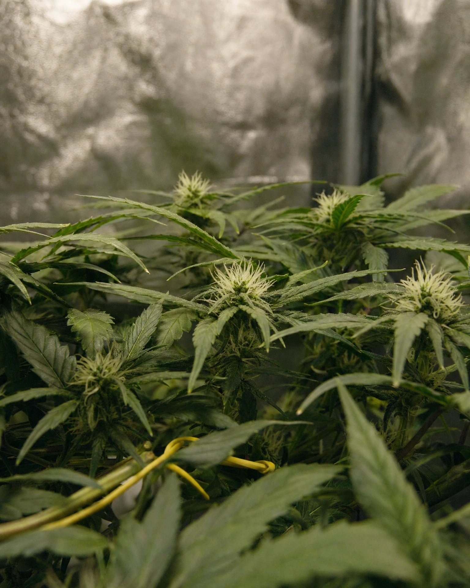 Fat Bastard Autoflower in der frühen Blütephase