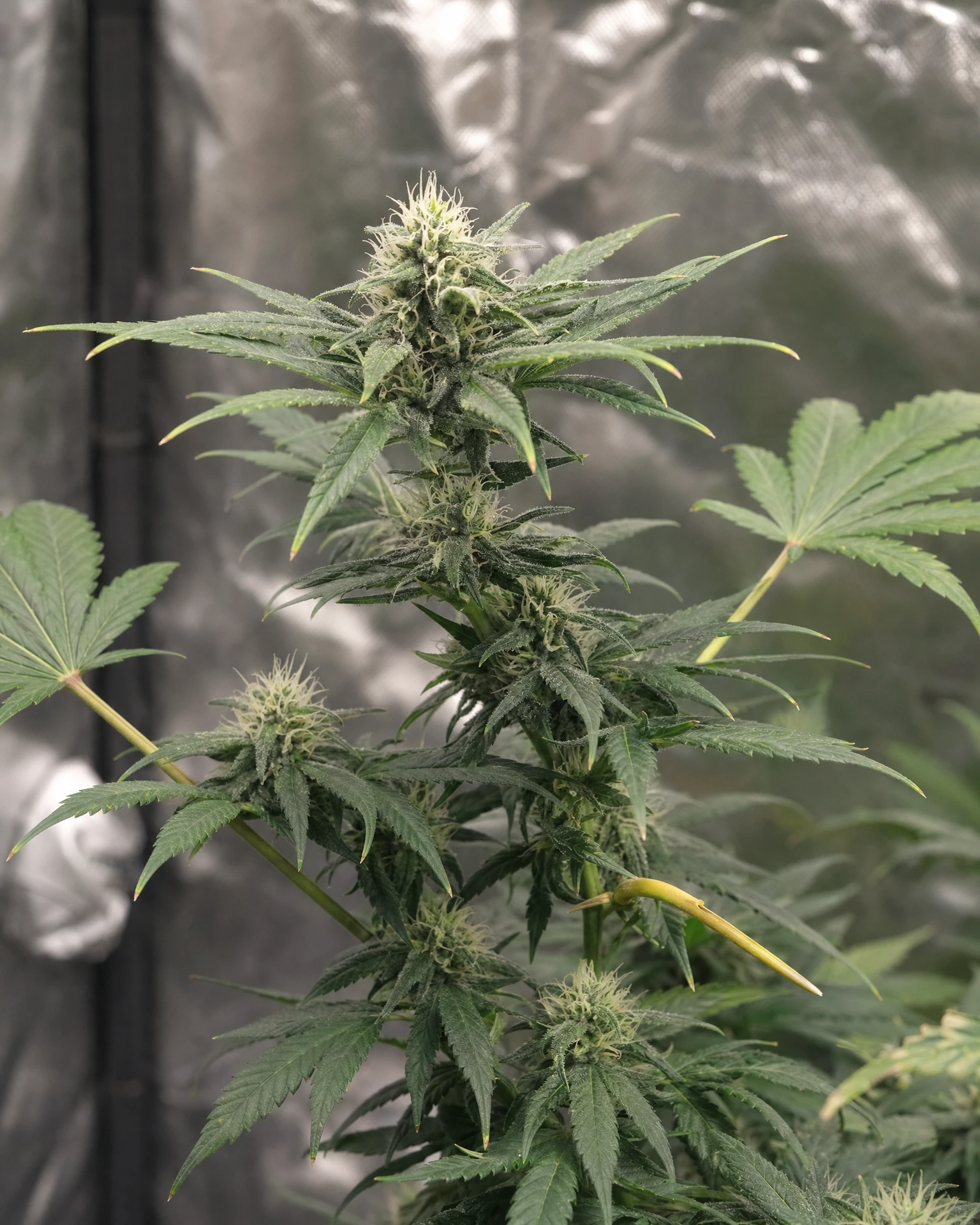Fat Bastard Autoflower in der mittleren Blütephase