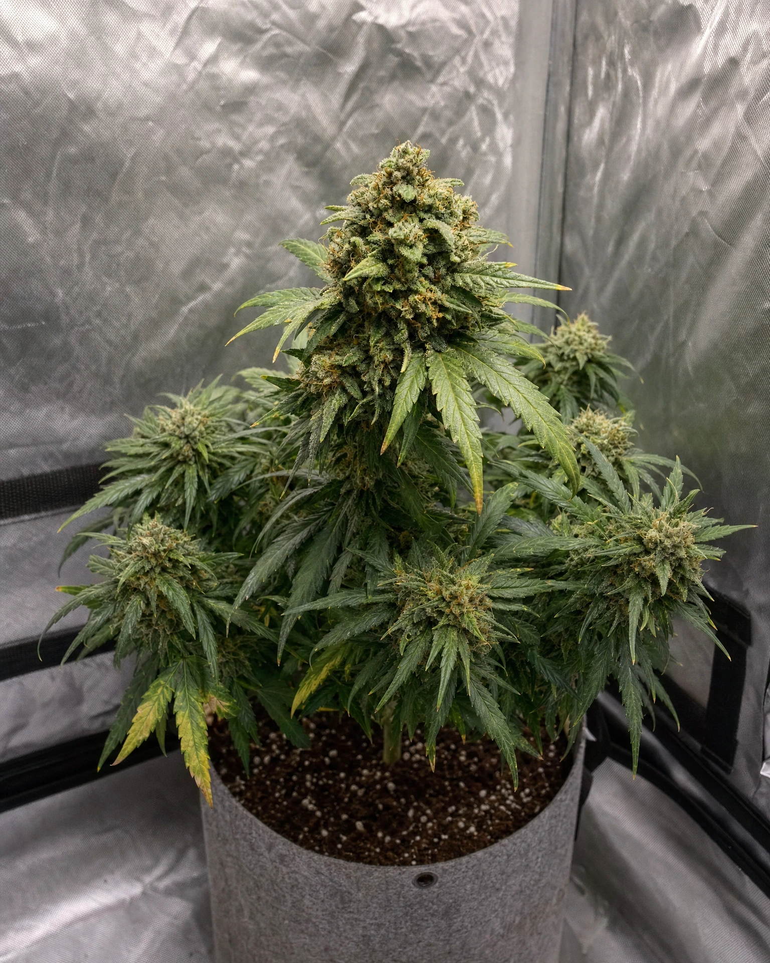 Ausgewachsene Cannabispflanze der Sorte Fat Bastard Autoflower