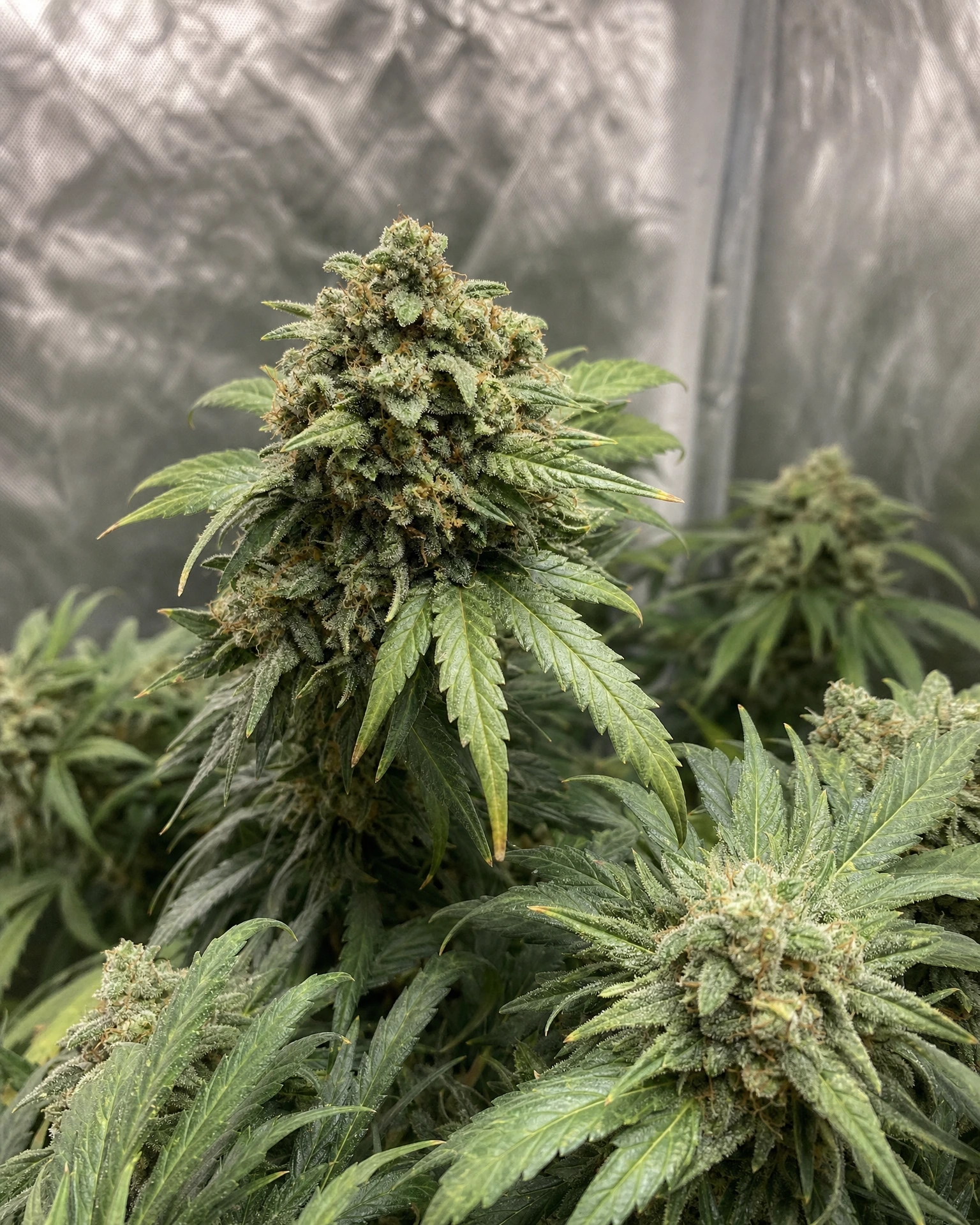 Ausgereifte Cannabispflanze der Sorte Fat Bastard Autoflower aus einem zweiten Blickwinkel