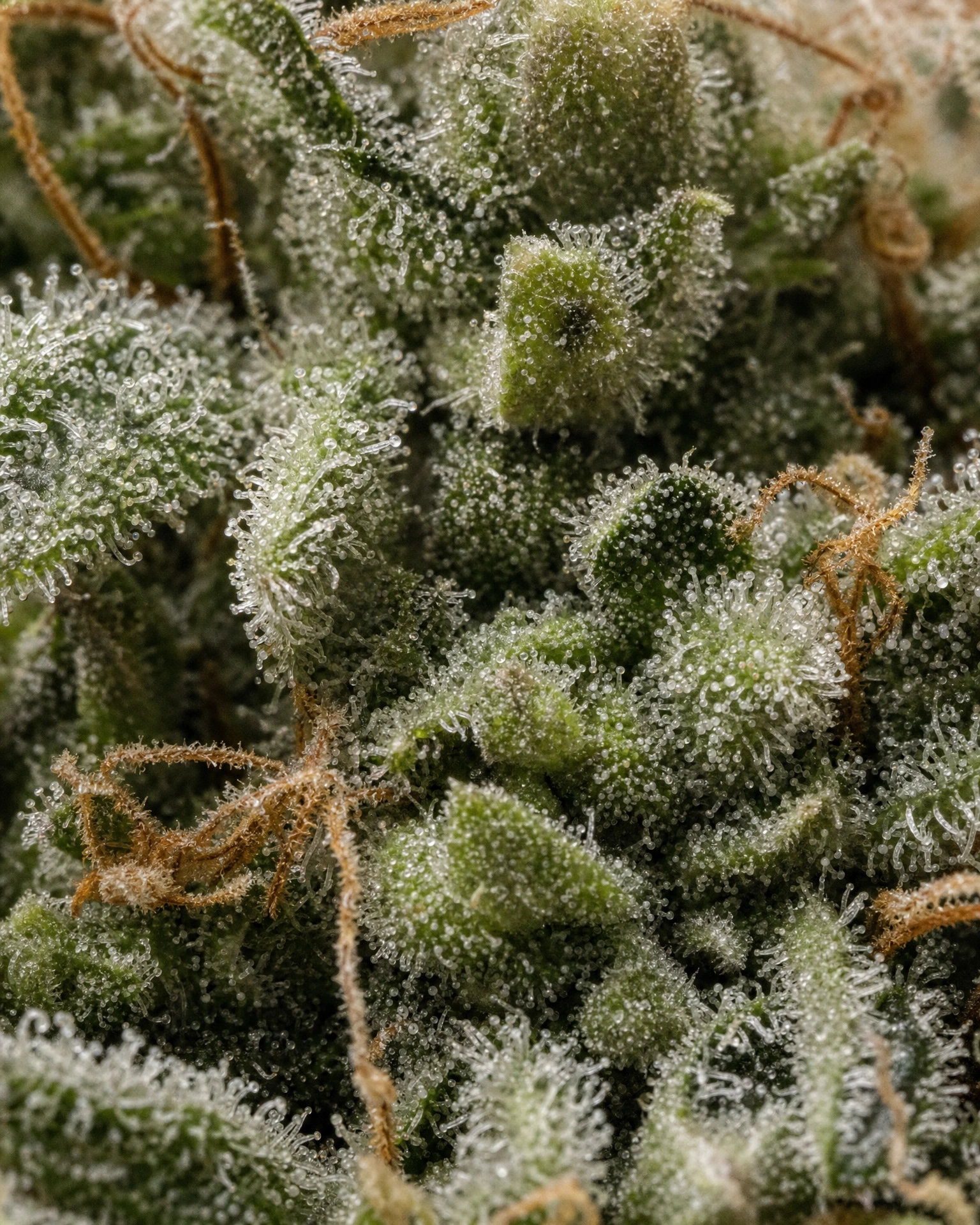 Trichome der Cannabissorte Fat Bastard Autoflower in Nahaufnahme
