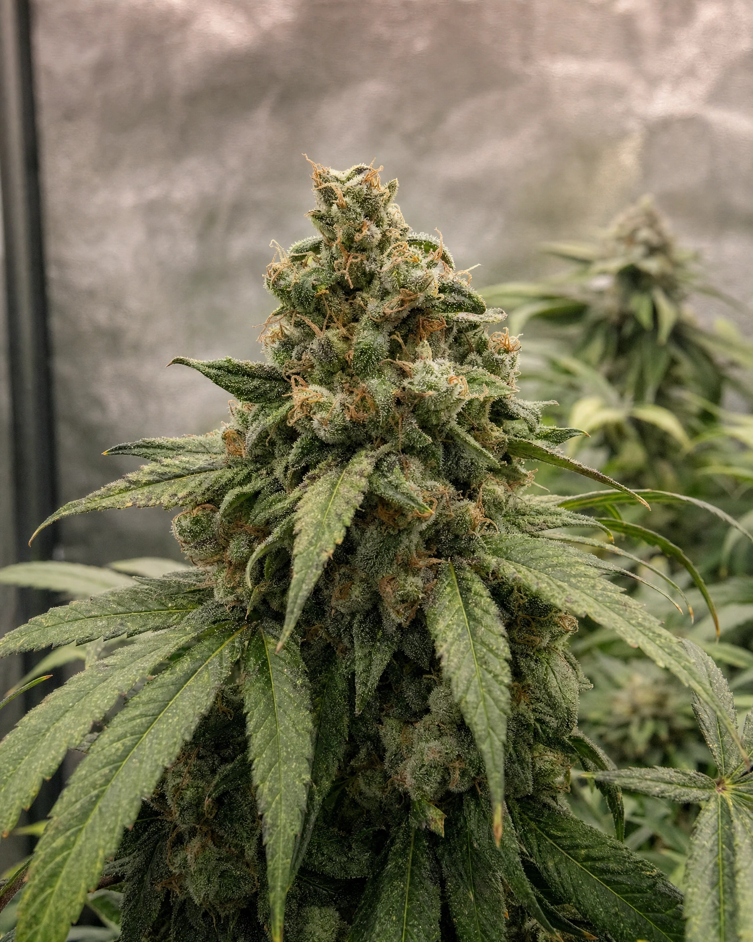 Blühende Cannabispflanze der Sorte Future #1