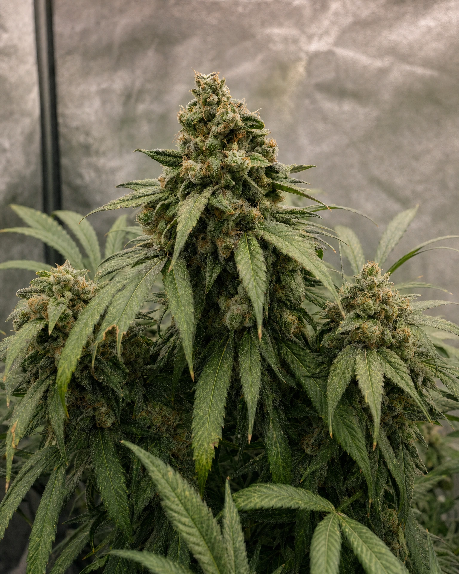 Ausgereifte Cannabispflanze der Sorte Future #1 aus einem zweiten Blickwinkel