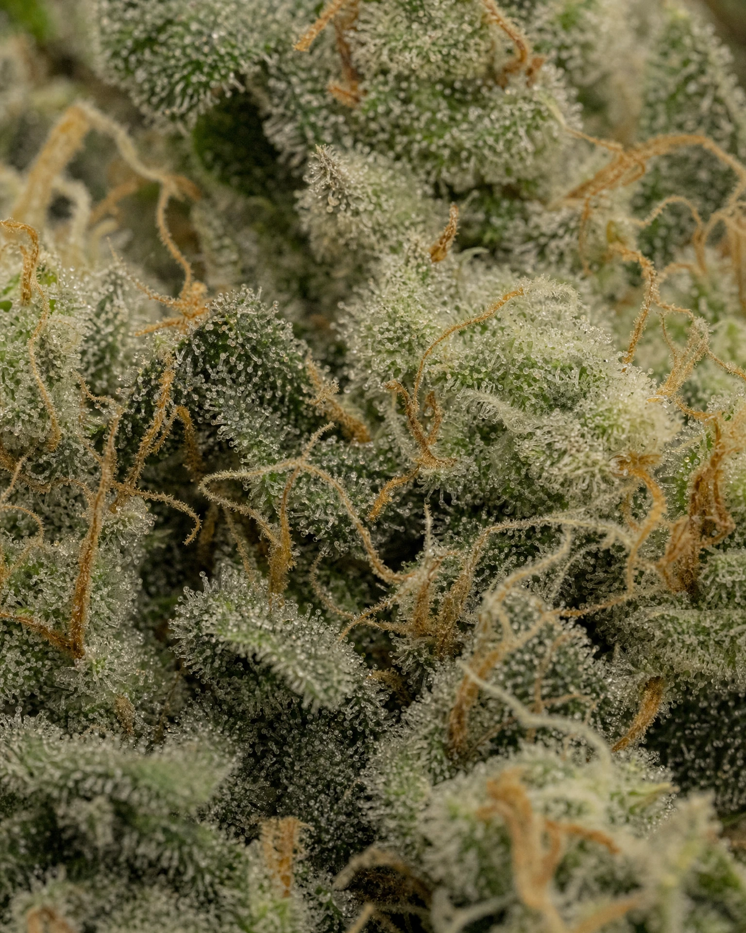 Trichome der Cannabissorte Future #1 in Nahaufnahme