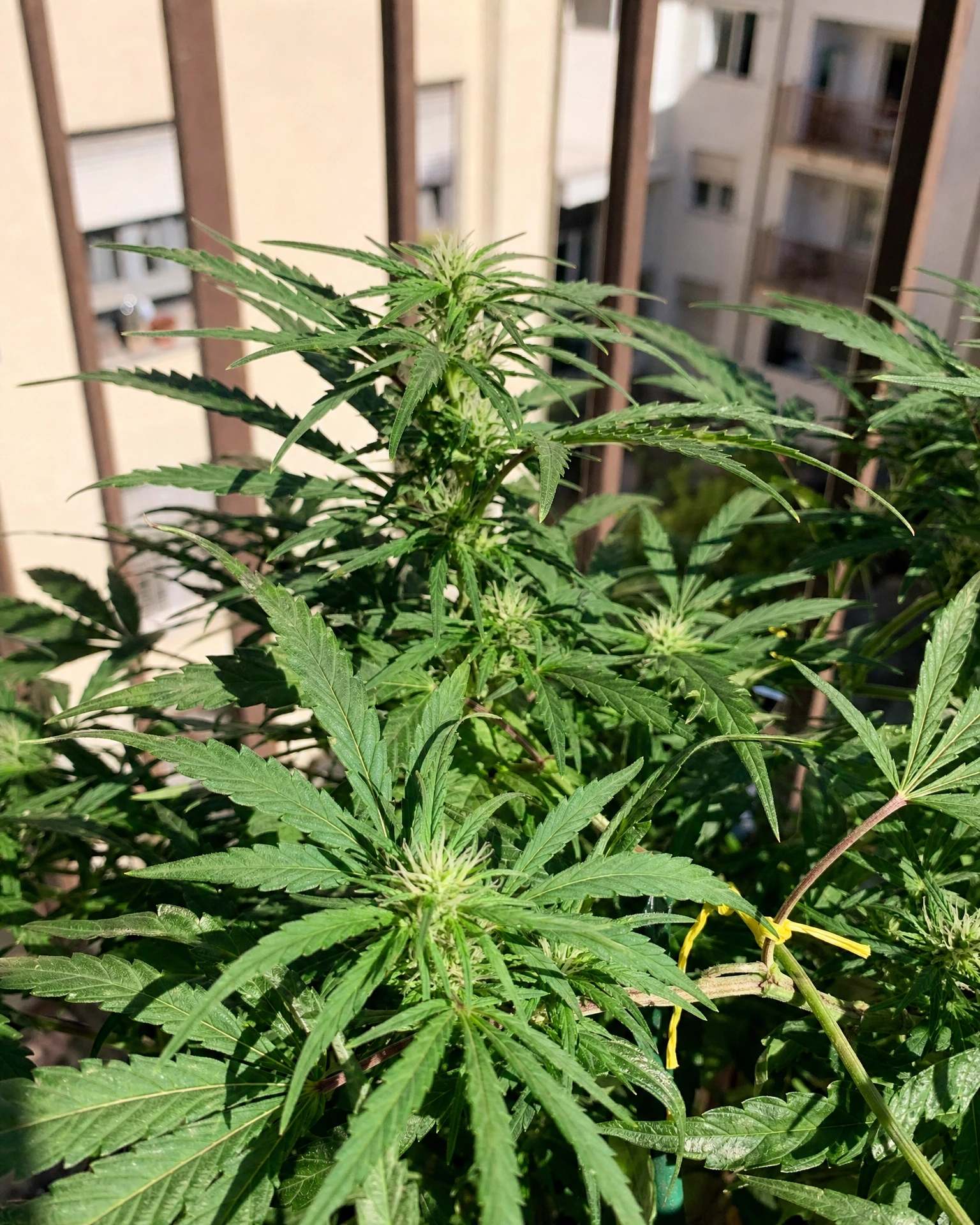 Future #1 Autoflower in der frühen Blütephase