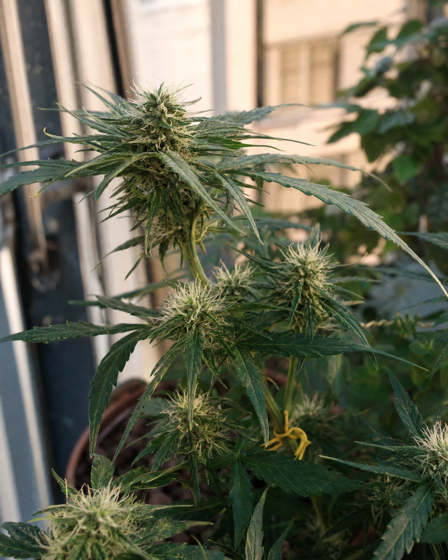 Future #1 Autoflower in der mittleren Blütephase