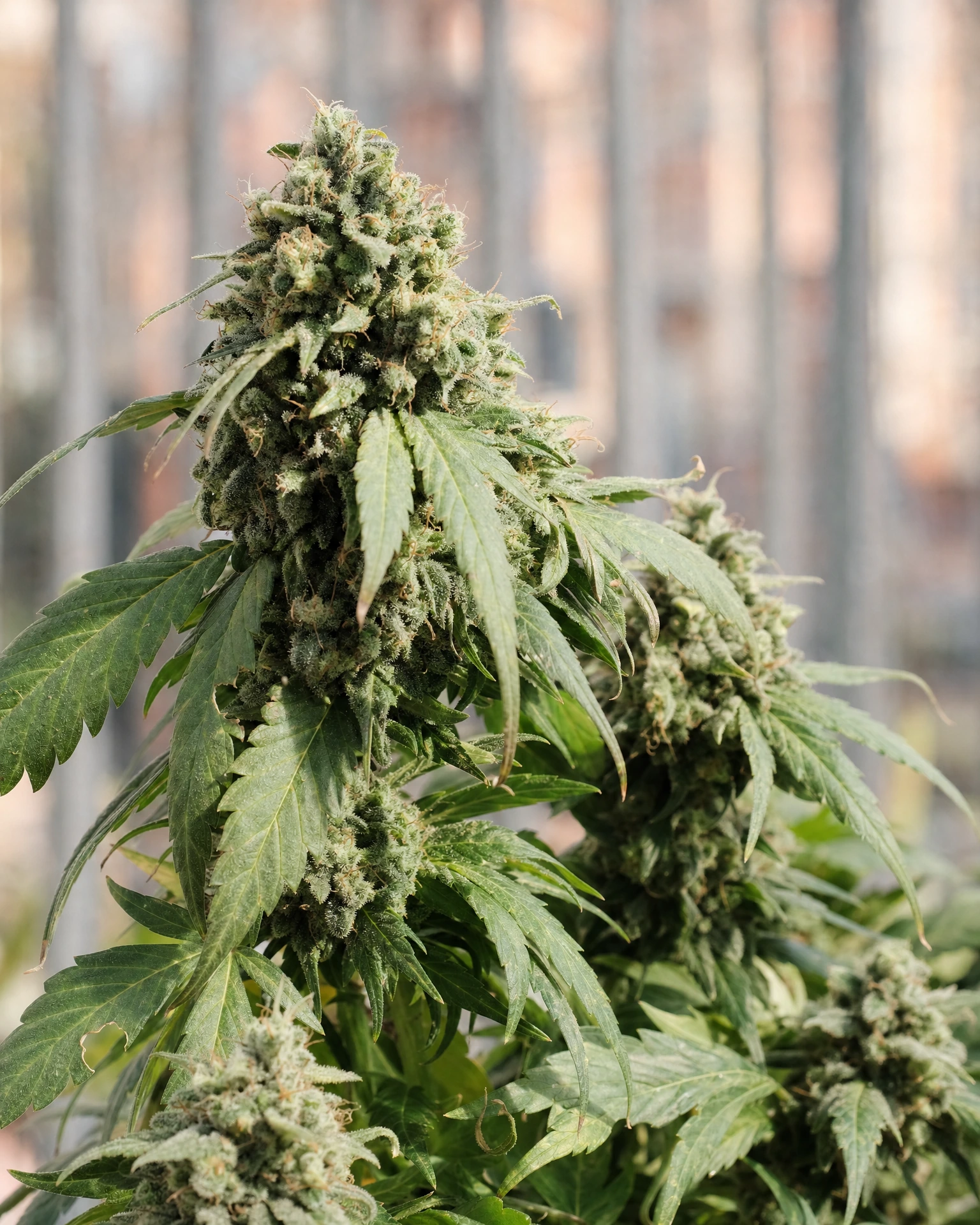 Ausgereifte Cannabispflanze der Sorte Future #1 Autoflower aus einem zweiten Blickwinkel