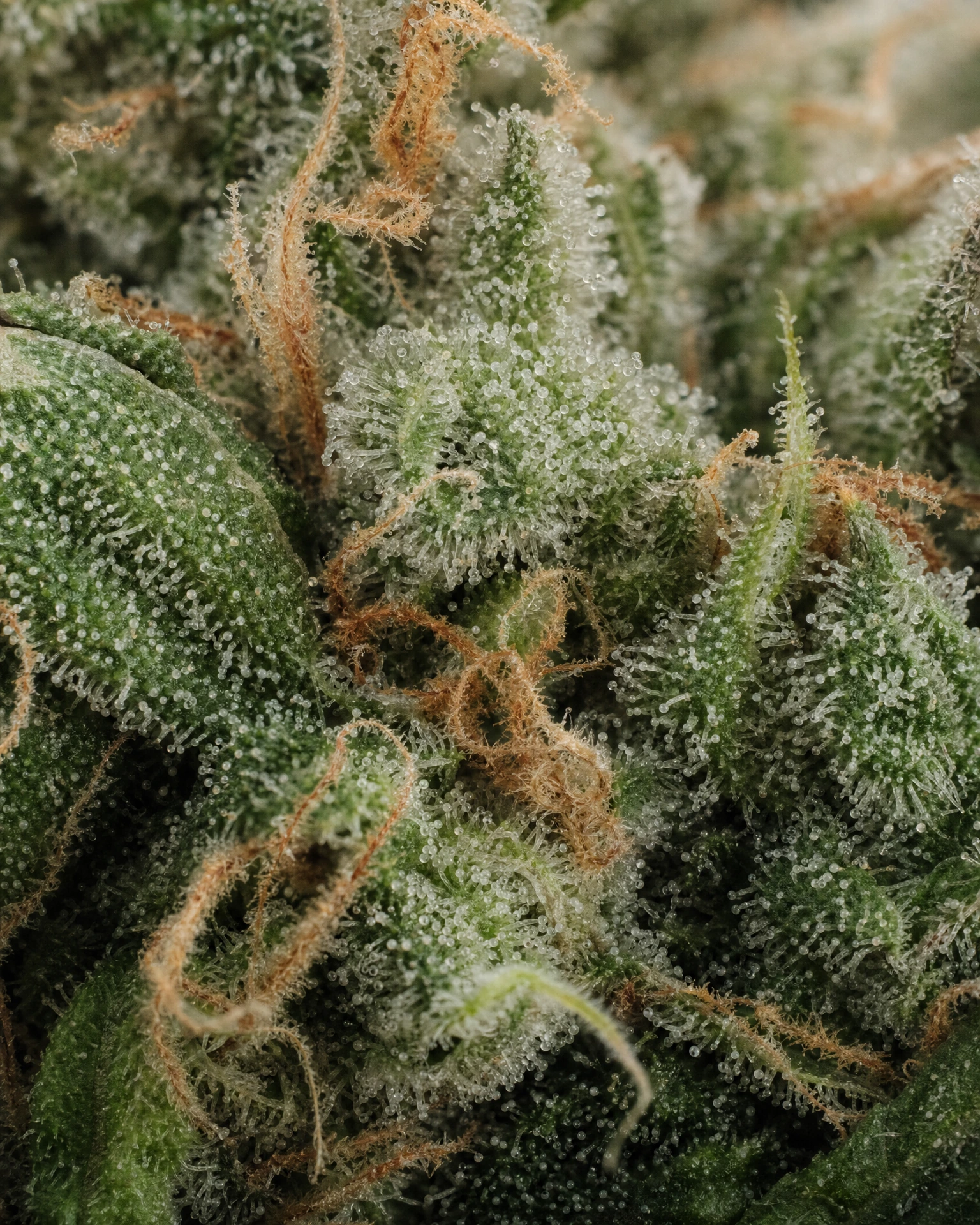 Trichome der Cannabissorte Future #1 Autoflower in Nahaufnahme