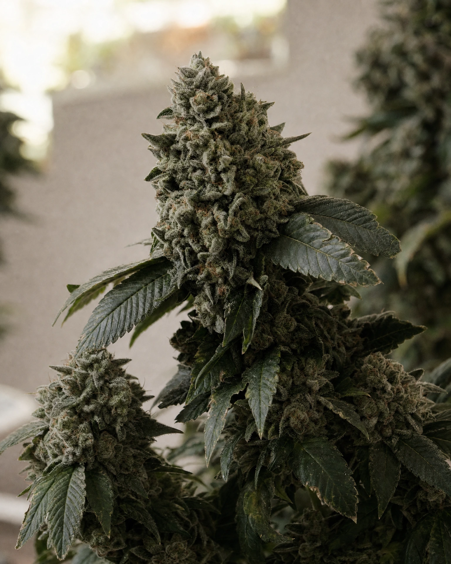 Ausgereifte Cannabispflanze der Sorte White Widow aus einem zweiten Blickwinkel