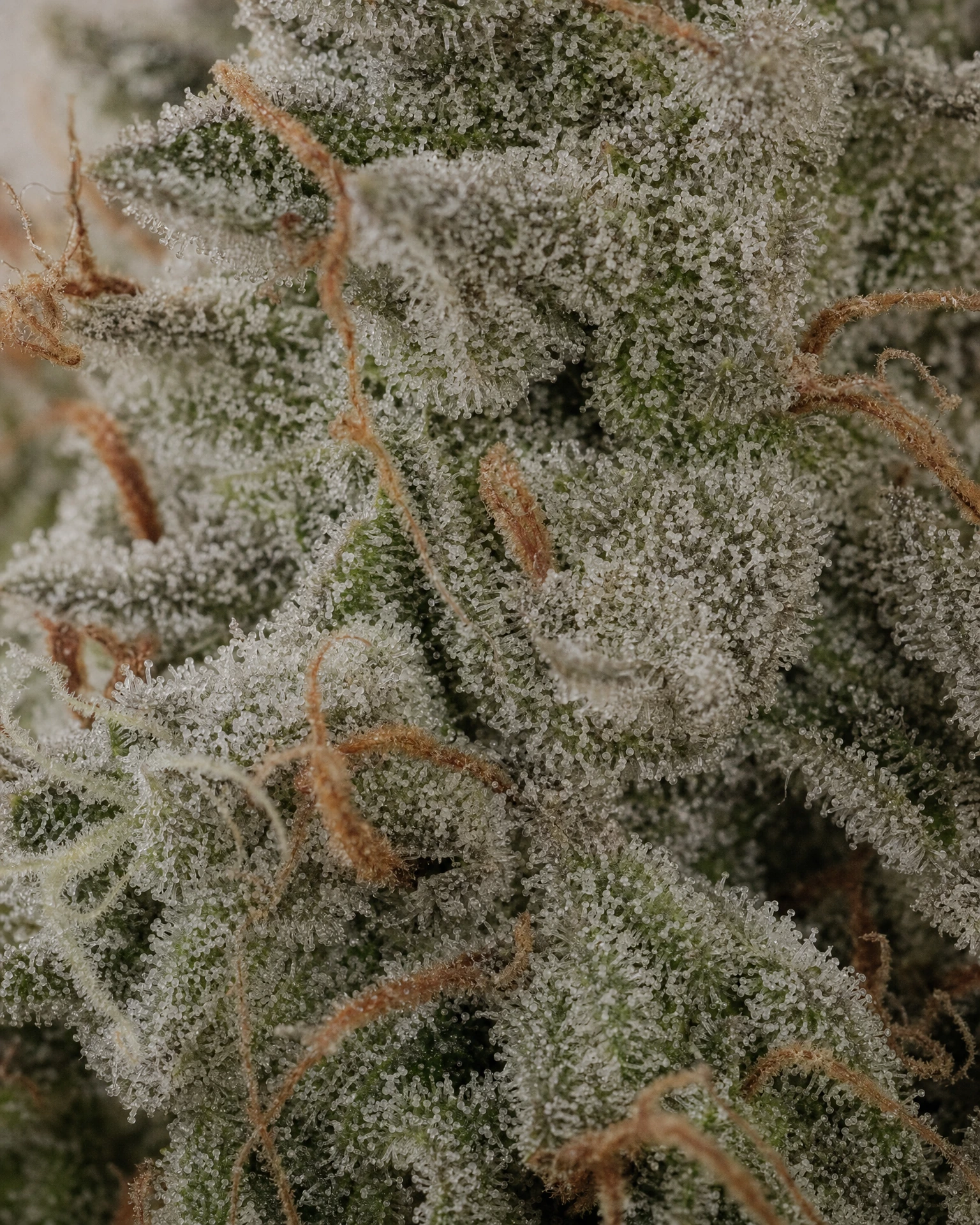 Trichome der Cannabissorte White Widow in Nahaufnahme