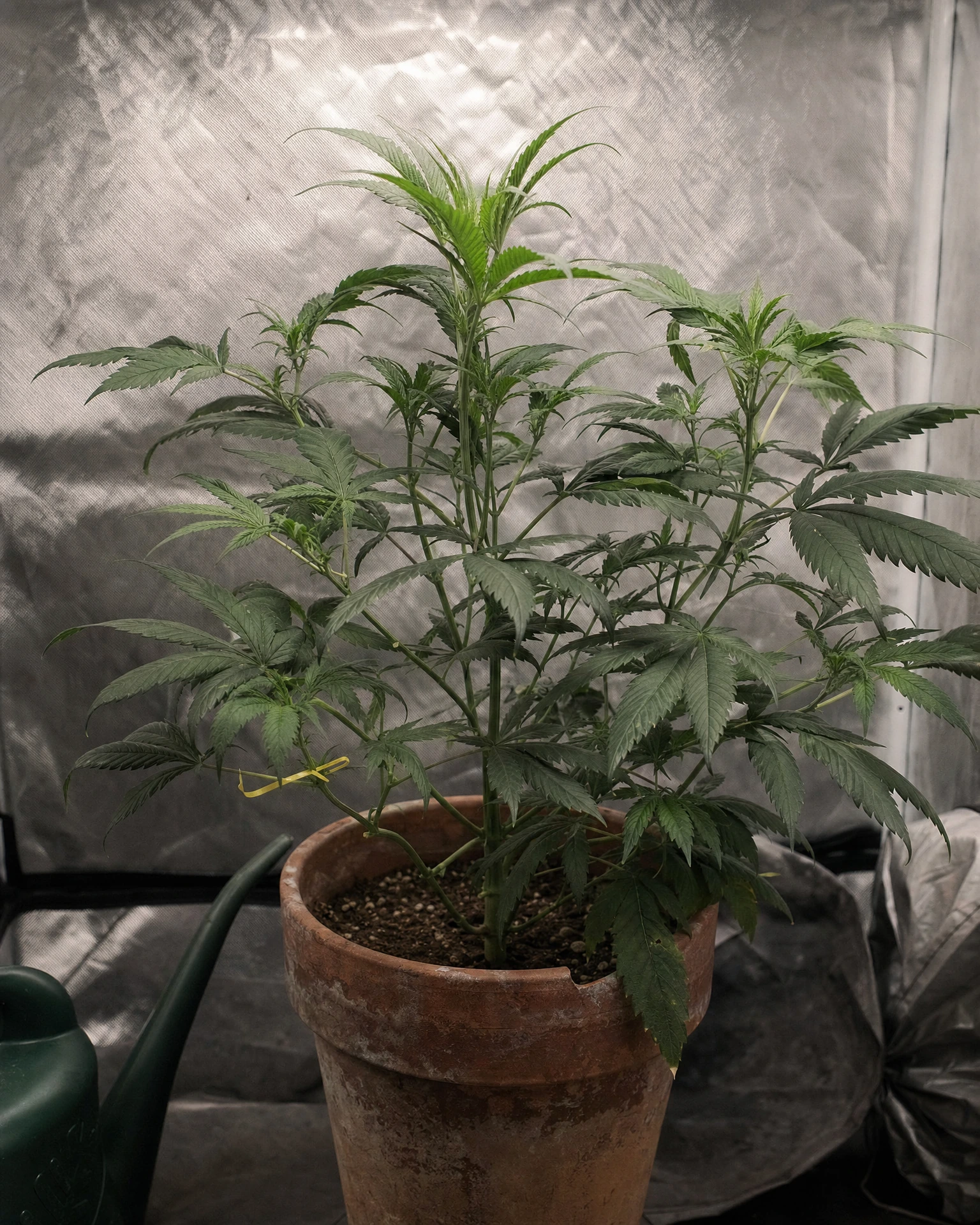 Godfather OG in der vegetativen Wachstumsphase