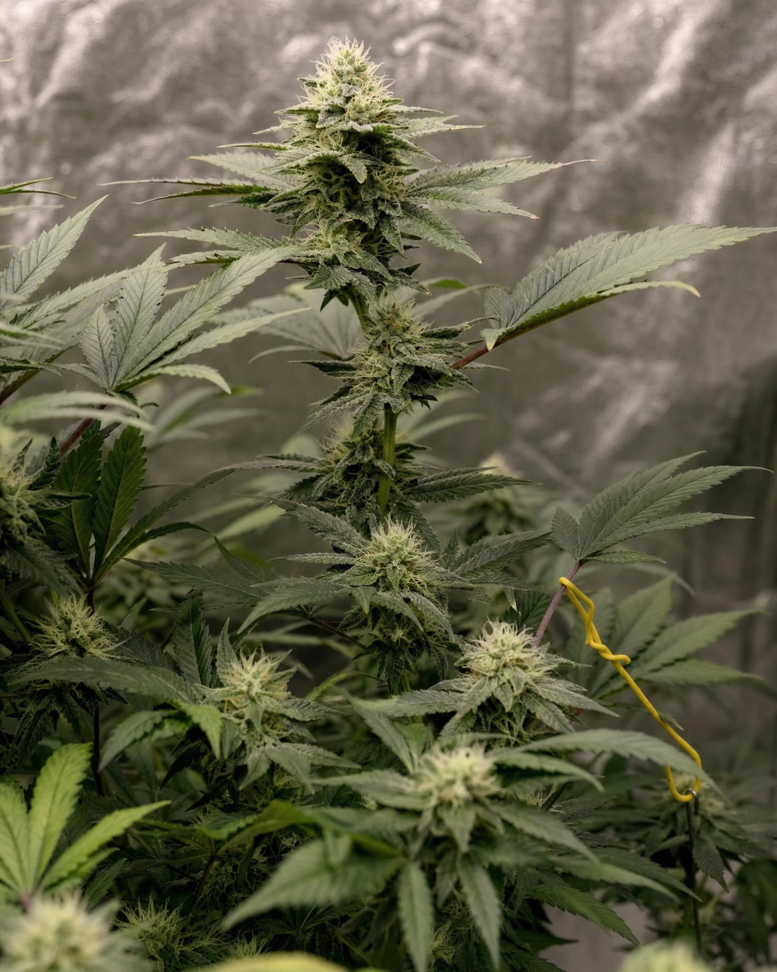 Godfather OG in der mittleren Blütephase