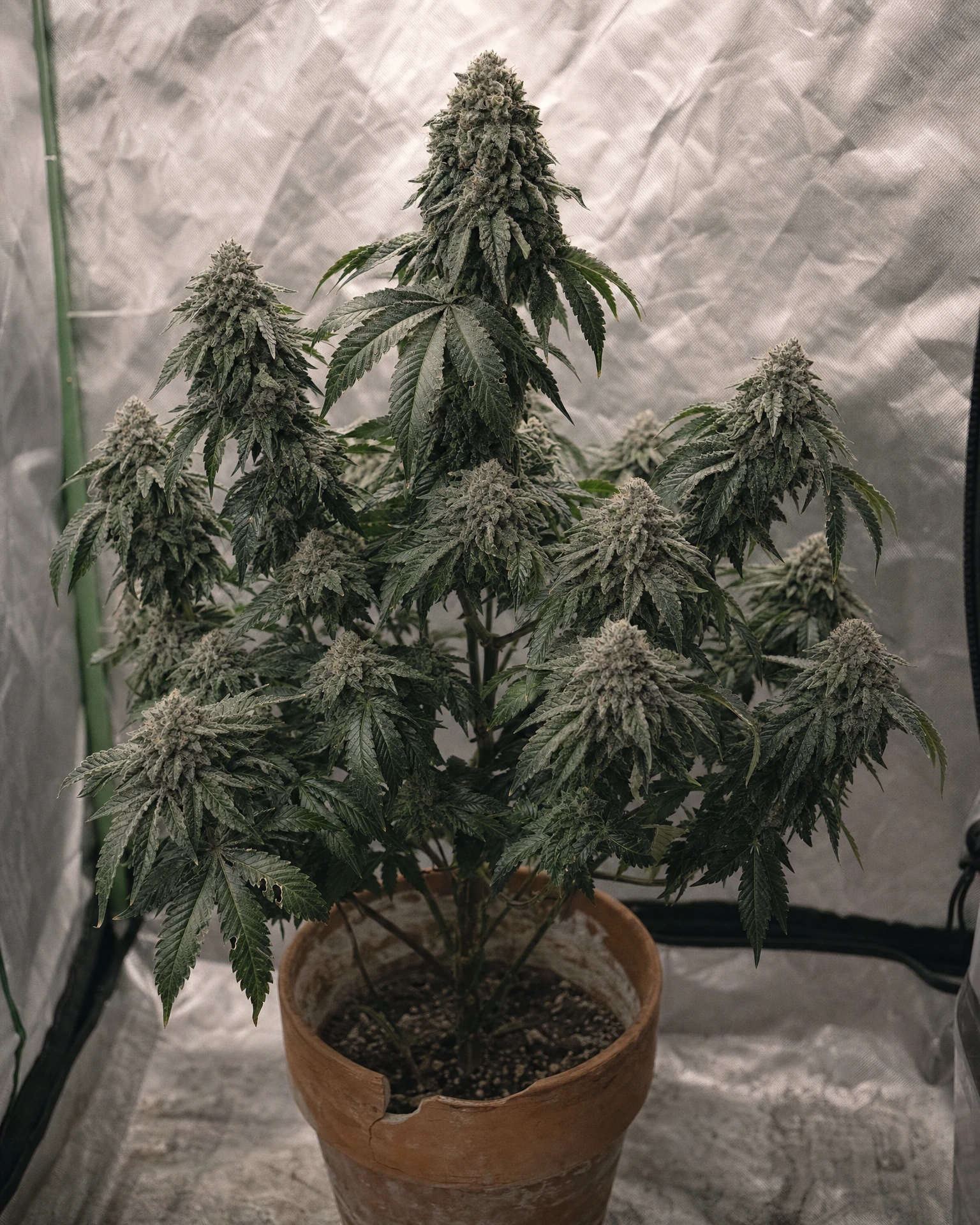 Ausgewachsene Cannabispflanze der Sorte Godfather OG