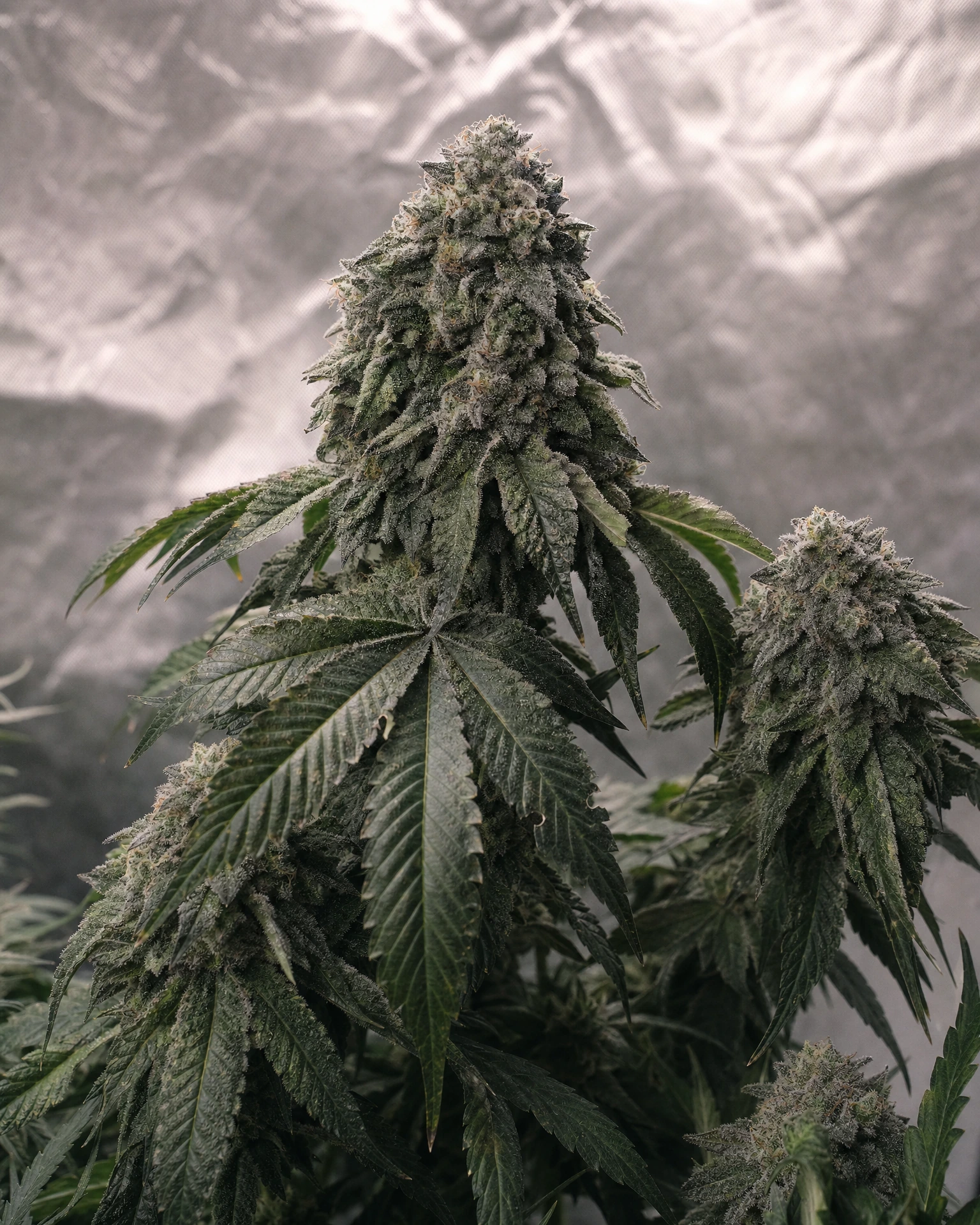 Ausgereifte Cannabispflanze der Sorte Godfather OG aus einem zweiten Blickwinkel