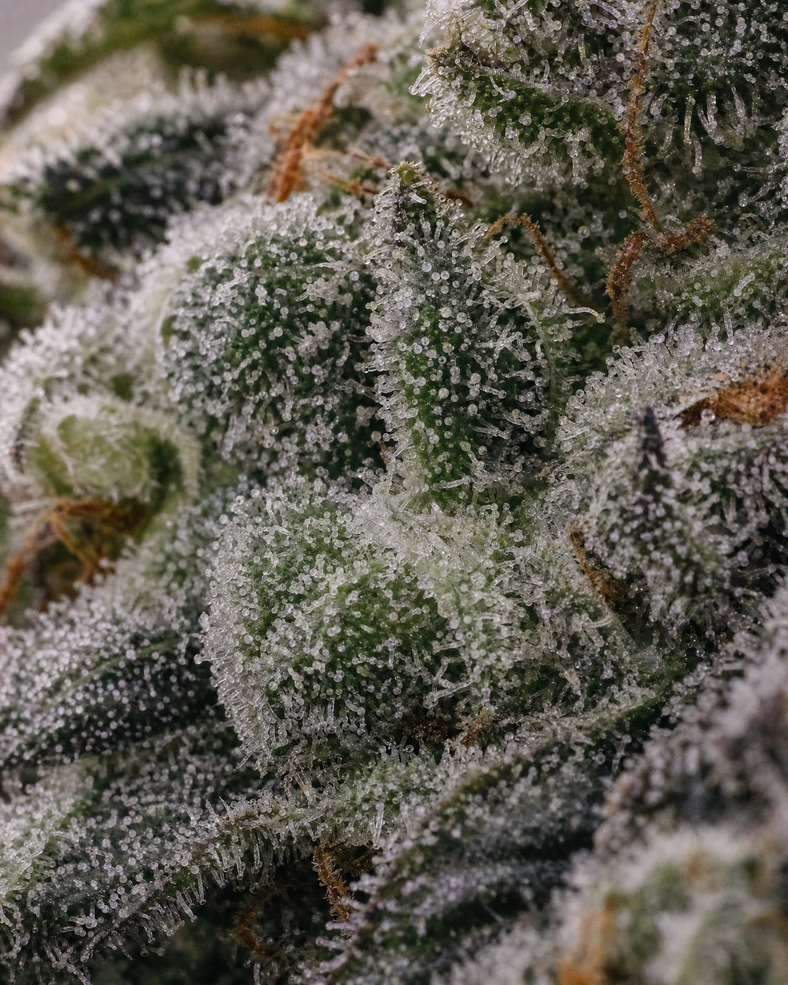 Trichome der Cannabissorte Godfather OG in Nahaufnahme