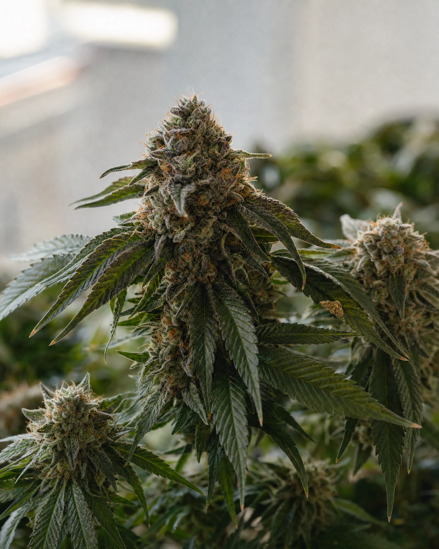 Ausgereifte Cannabispflanze der Sorte Girl Scout Cookies aus einem zweiten Blickwinkel