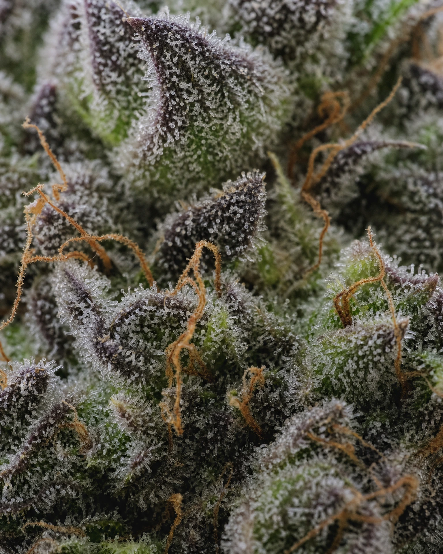 Trichome der Cannabissorte Girl Scout Cookies in Nahaufnahme