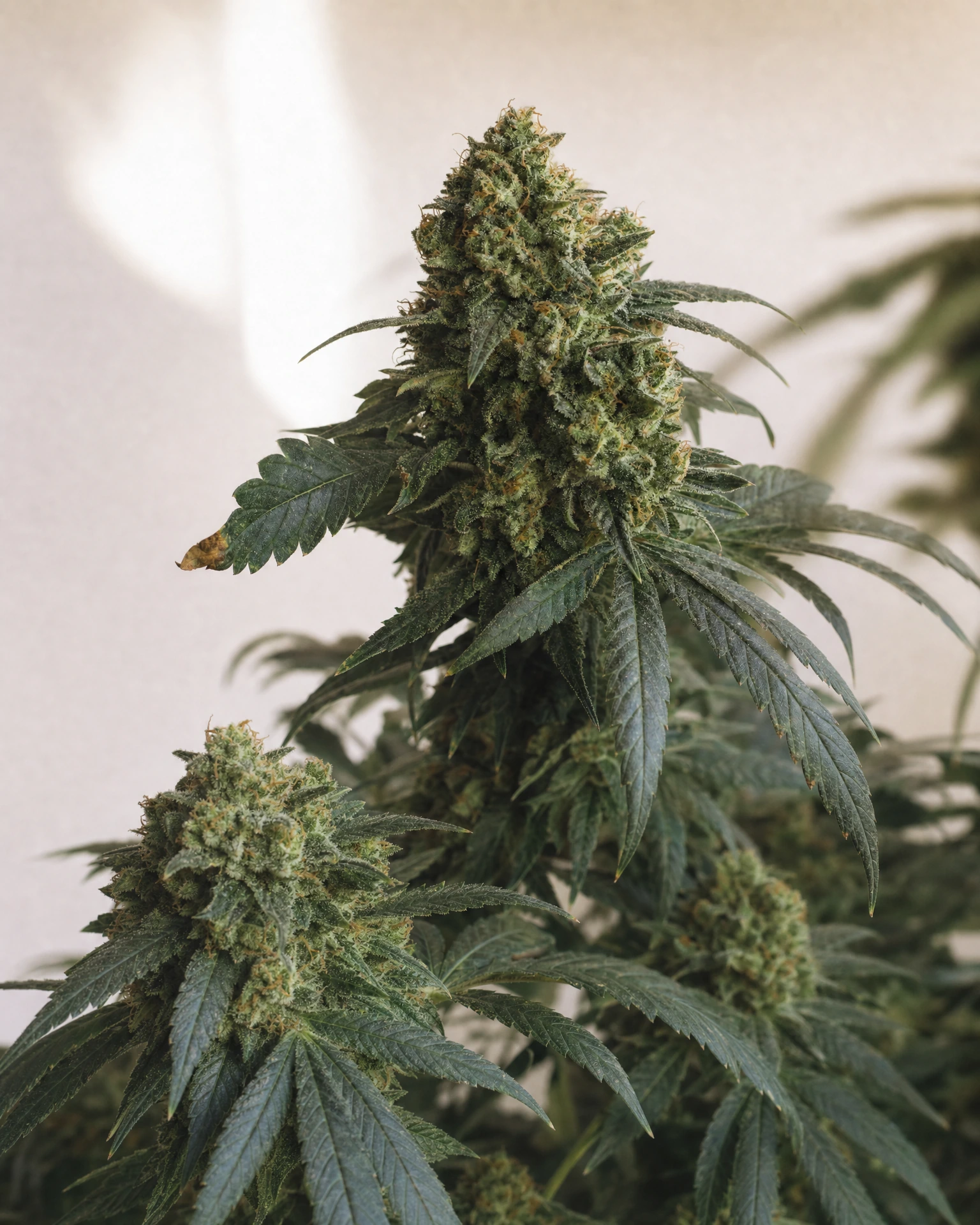 Ausgereifte Cannabispflanze der Sorte Gorilla Glue #4 aus einem zweiten Blickwinkel