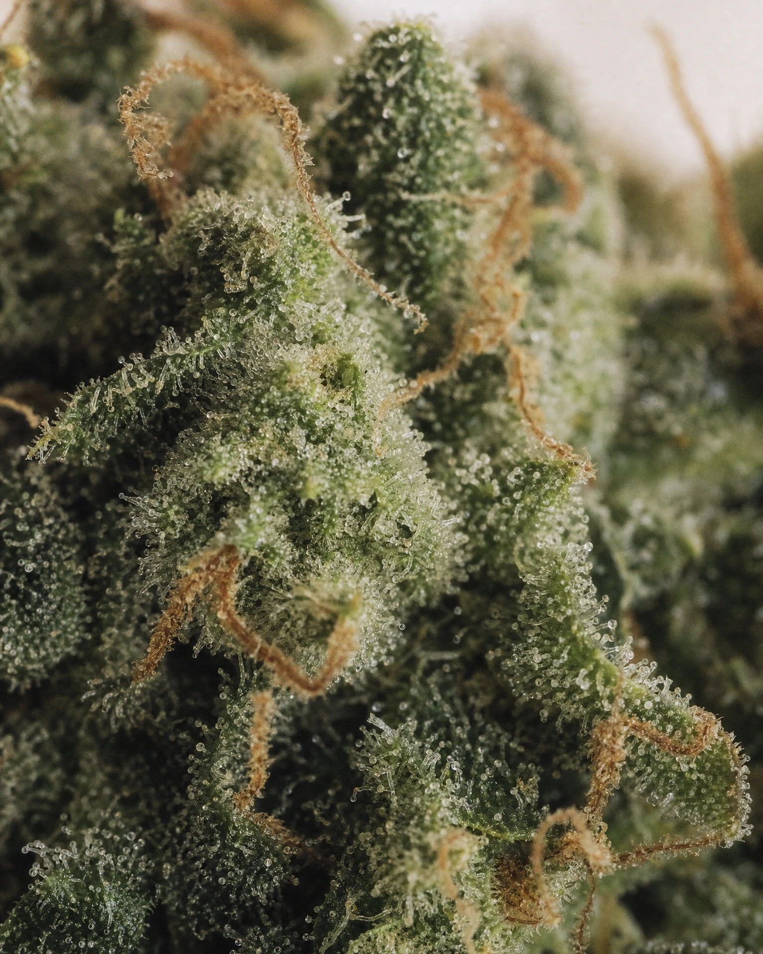 Trichome der Cannabissorte Gorilla Glue #4 in Nahaufnahme