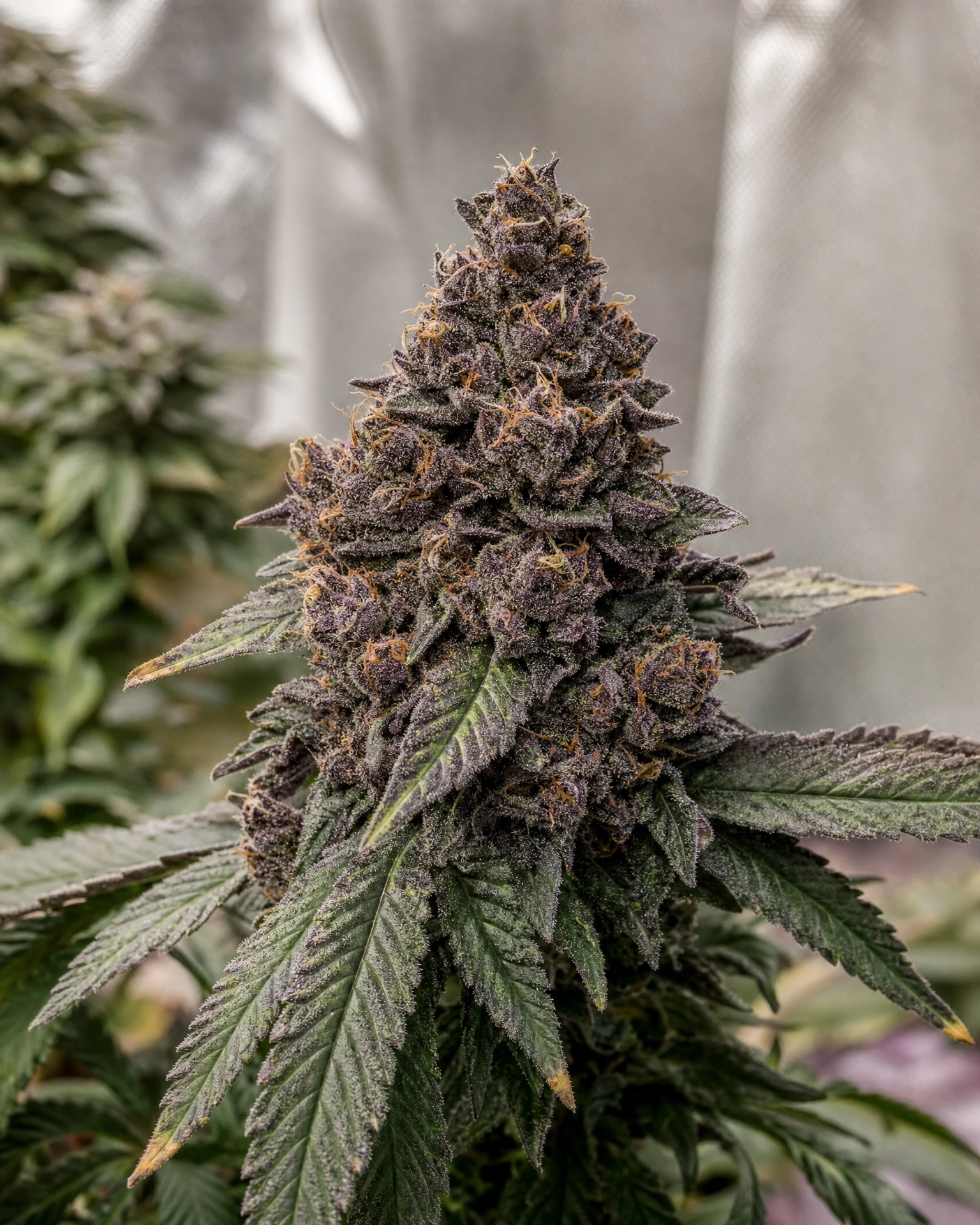 Blühende Cannabispflanze der Sorte Granddaddy Purple