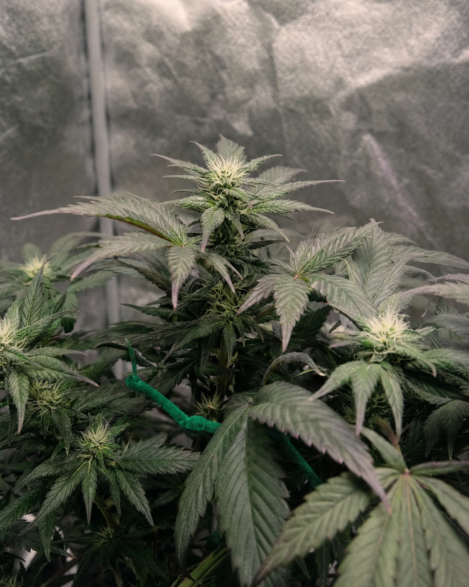 Granddaddy Purple in der frühen Blütephase