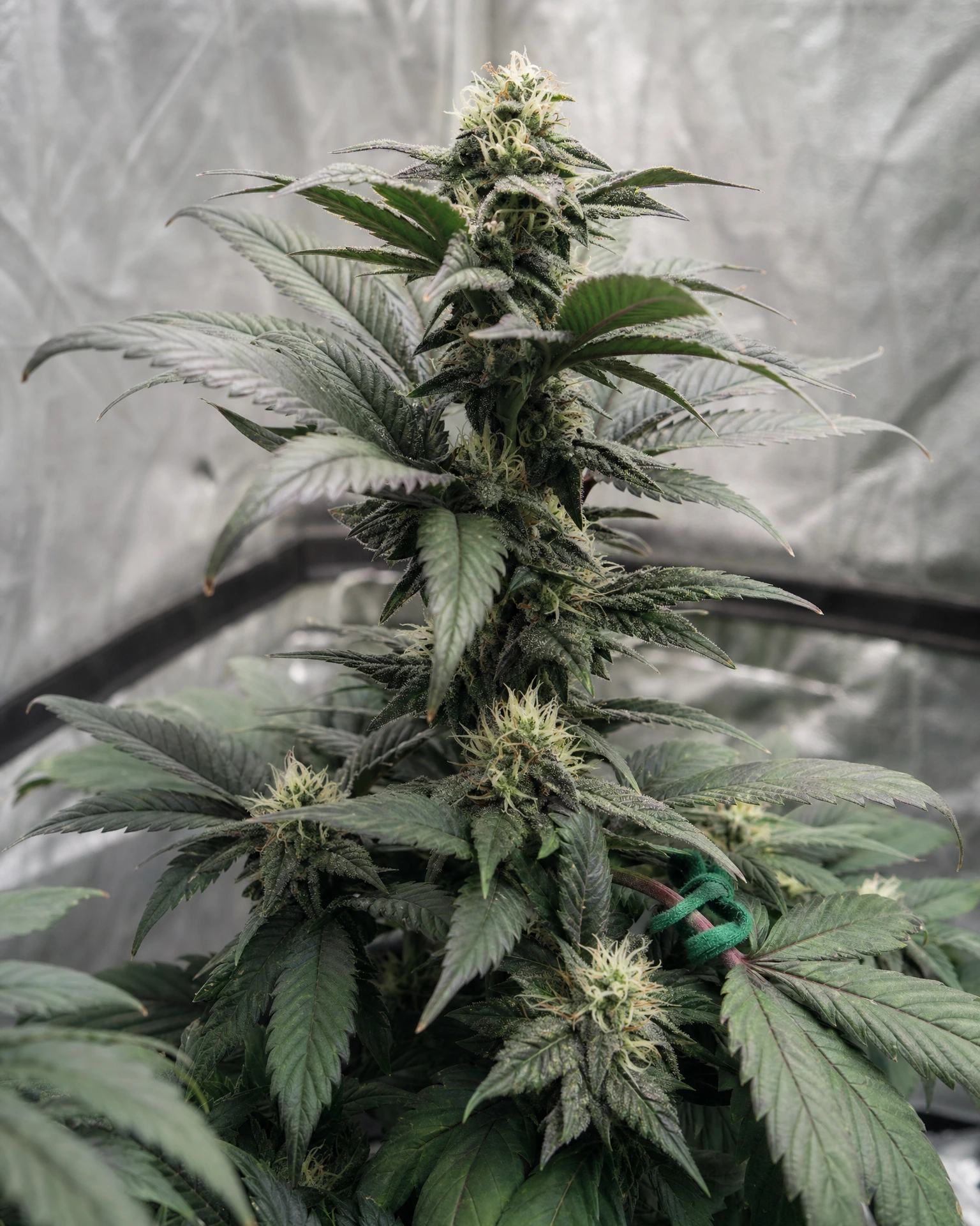 Granddaddy Purple in der mittleren Blütephase