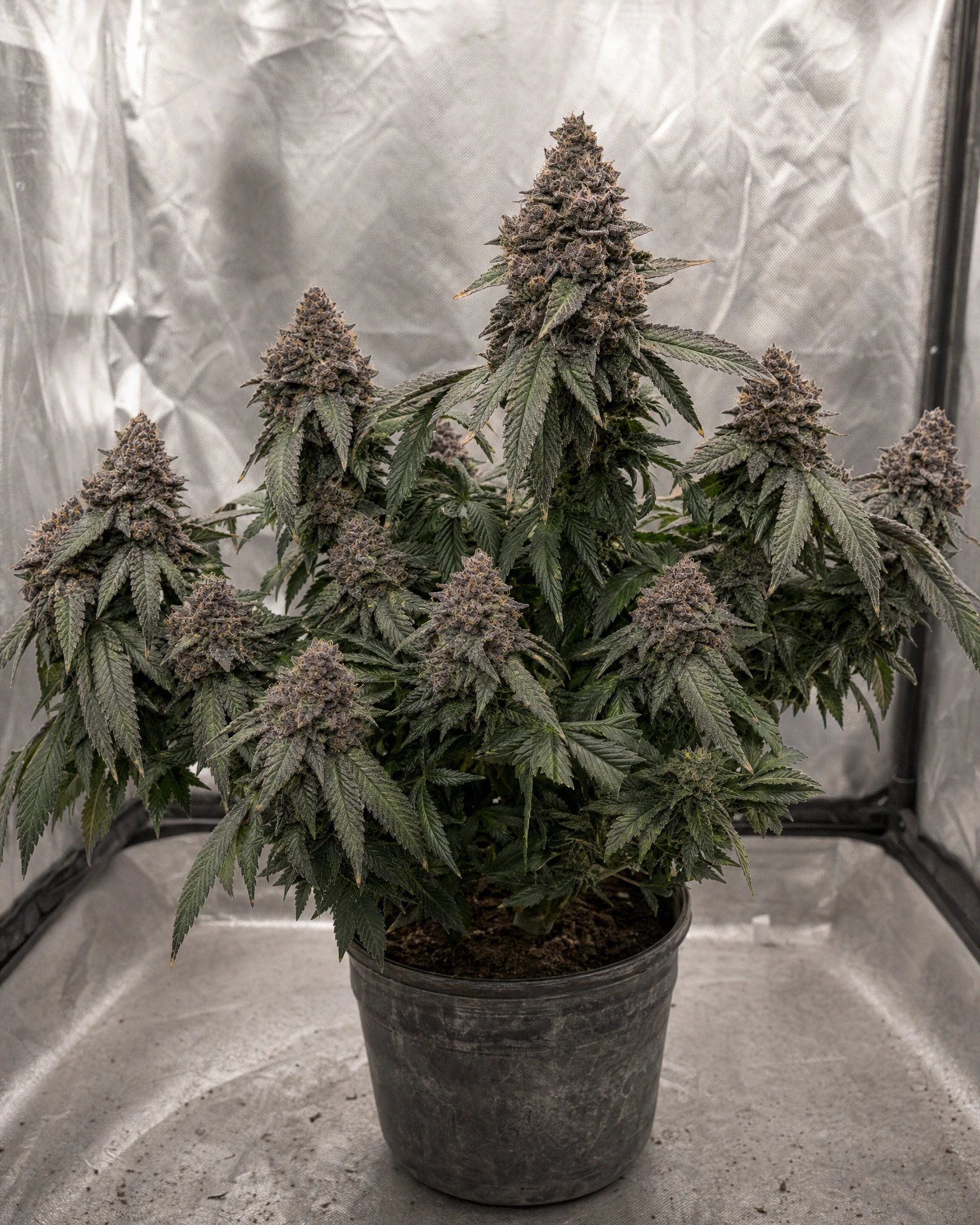 Ausgewachsene Cannabispflanze der Sorte Granddaddy Purple