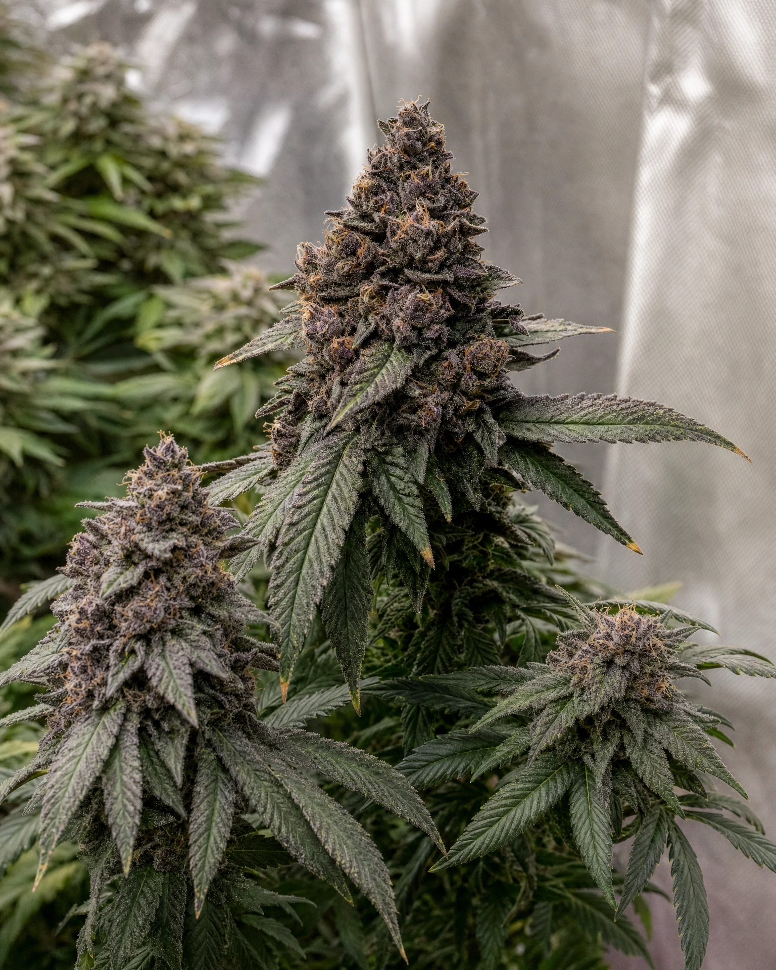 Ausgereifte Cannabispflanze der Sorte Granddaddy Purple aus einem zweiten Blickwinkel