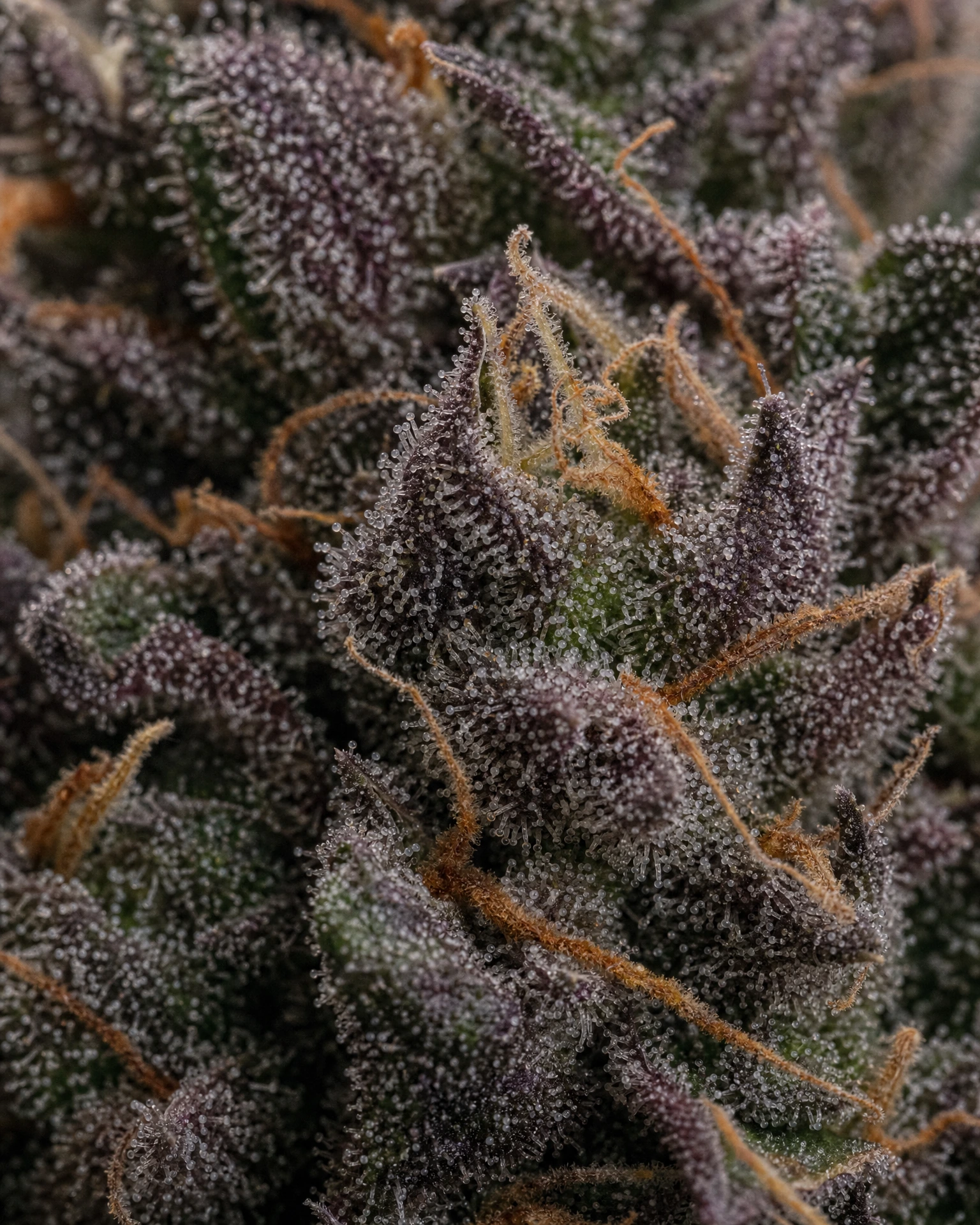 Trichome der Cannabissorte Granddaddy Purple in Nahaufnahme
