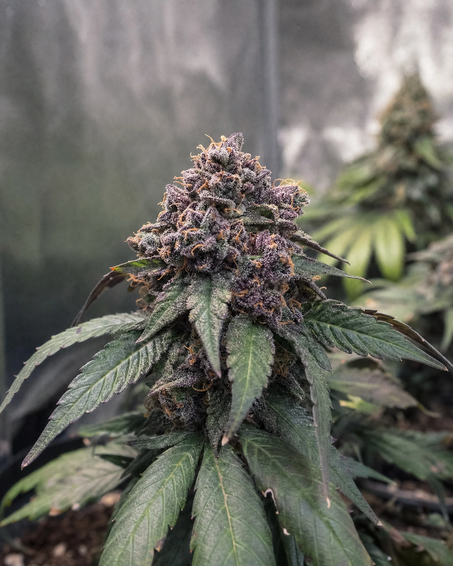 Blühende Cannabispflanze der Sorte Granddaddy Purple Autoflower