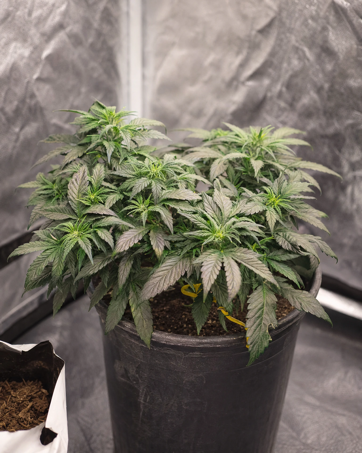 Granddaddy Purple Autoflower in der vegetativen Wachstumsphase