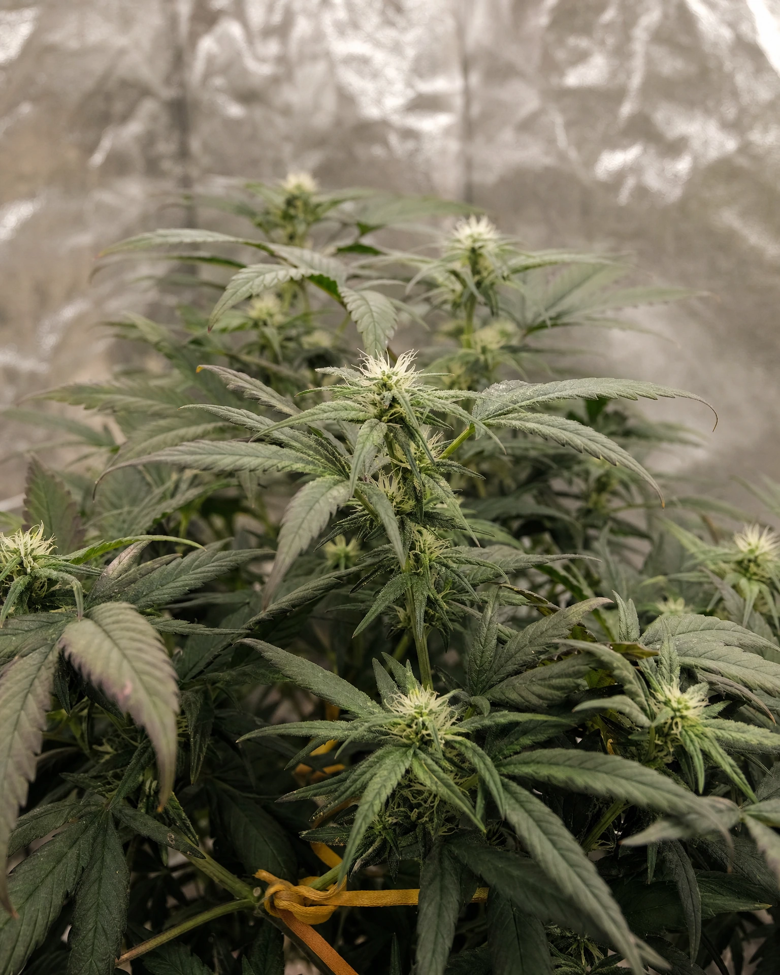 Granddaddy Purple Autoflower in der frühen Blütephase