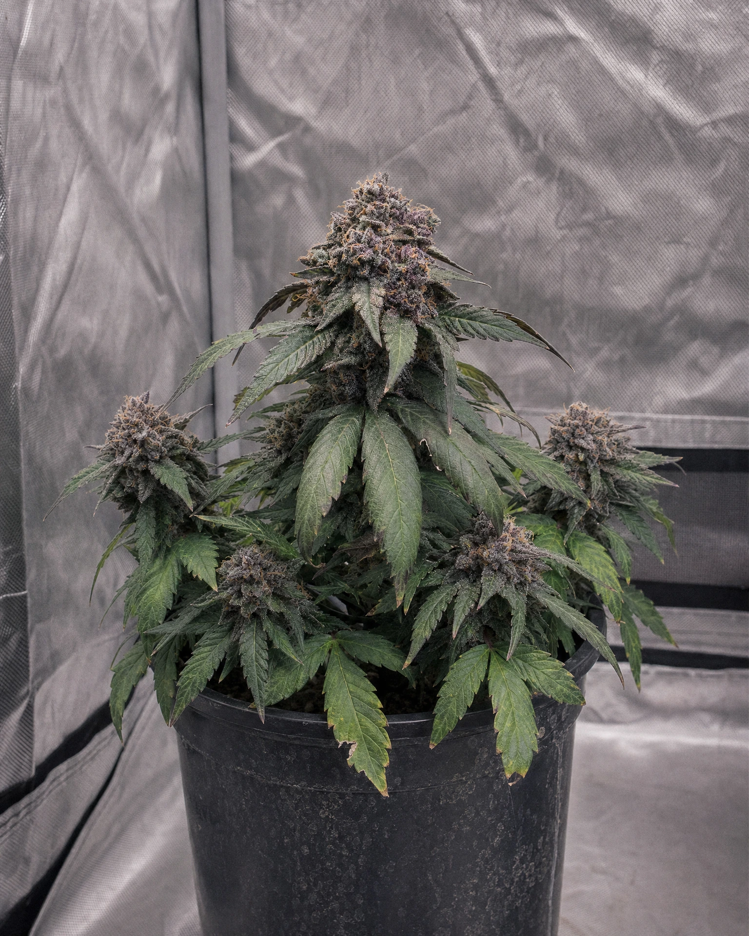 Ausgewachsene Cannabispflanze der Sorte Granddaddy Purple Autoflower