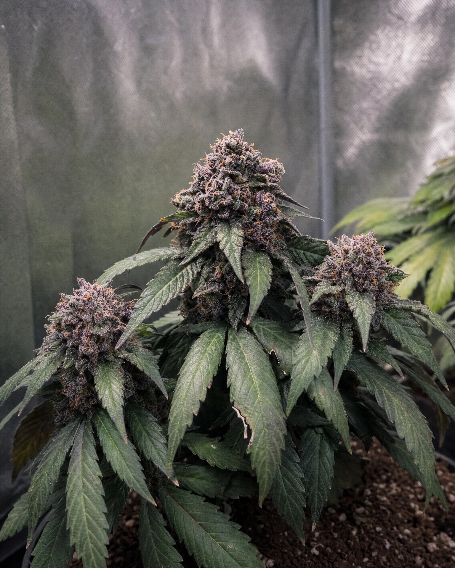 Ausgereifte Cannabispflanze der Sorte Granddaddy Purple Autoflower aus einem zweiten Blickwinkel