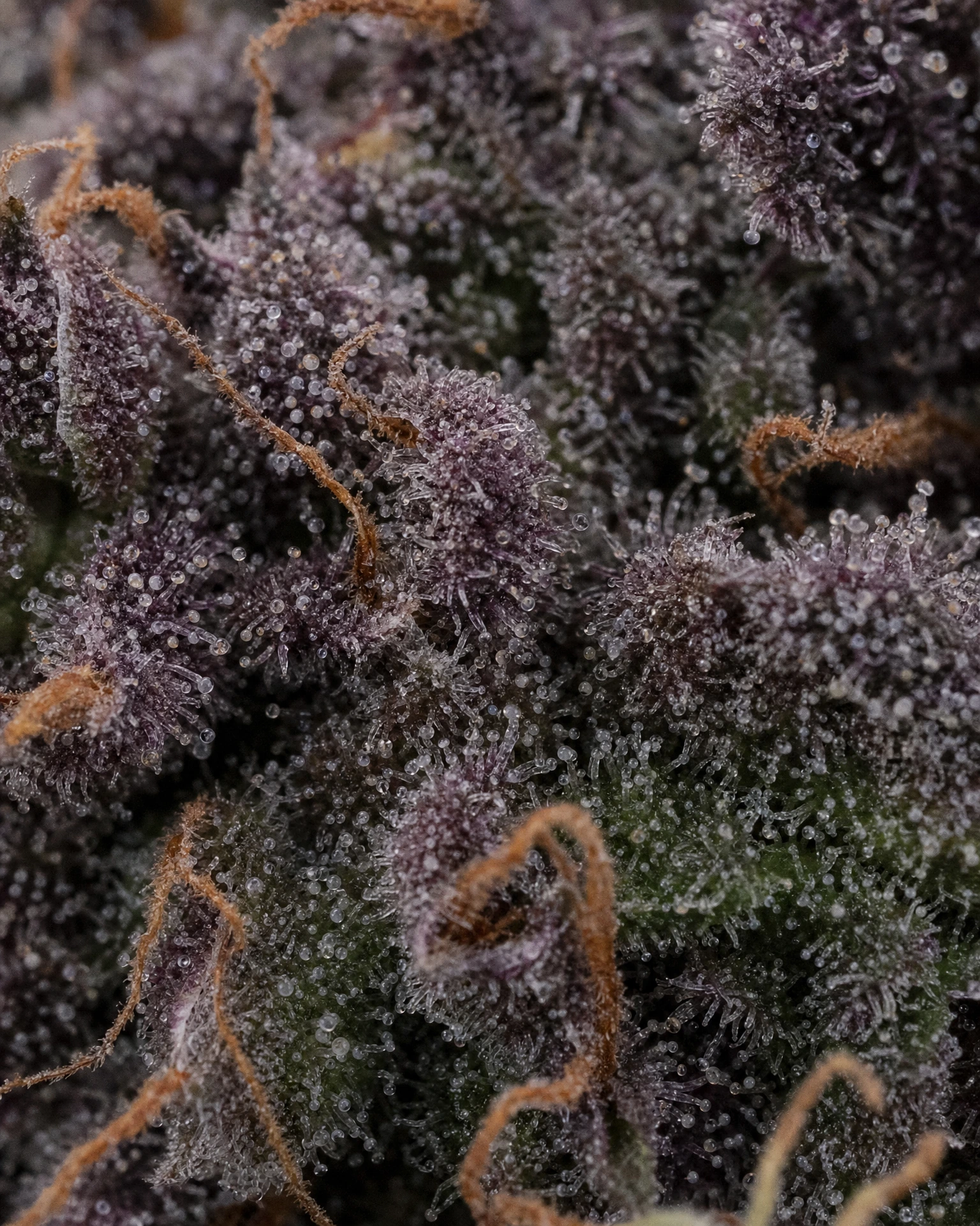 Trichome der Cannabissorte Granddaddy Purple Autoflower in Nahaufnahme