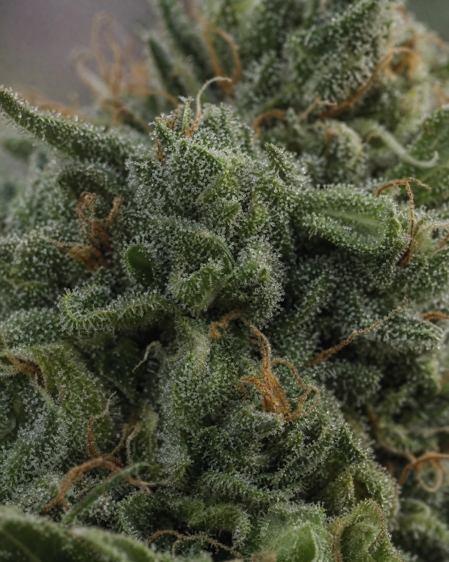 Trichome der Cannabissorte Hindu Kush in Nahaufnahme