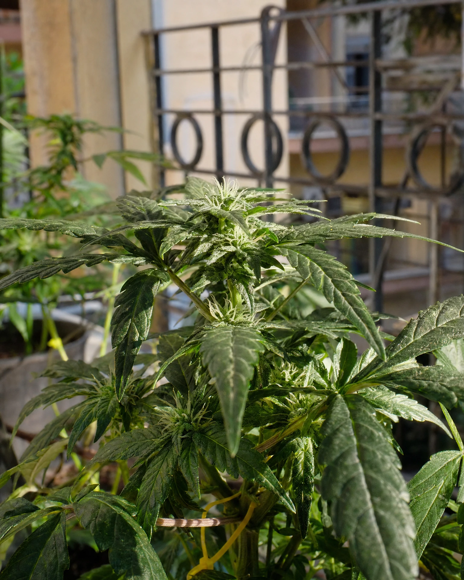 White Widow Autoflower in der frühen Blütephase