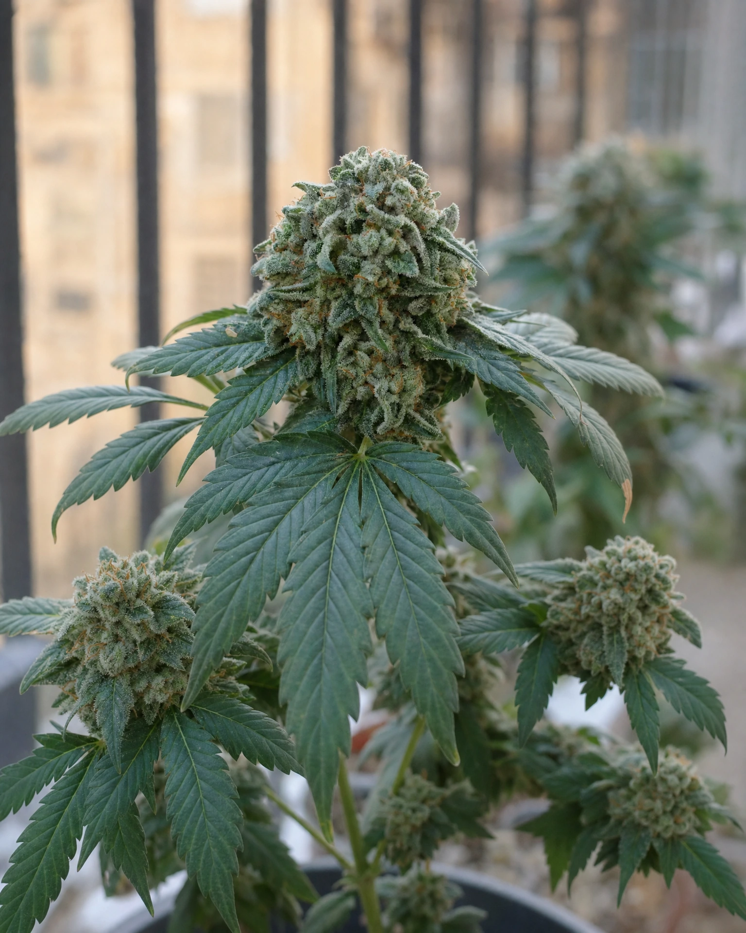 Ausgereifte Cannabispflanze der Sorte White Widow Autoflower aus einem zweiten Blickwinkel