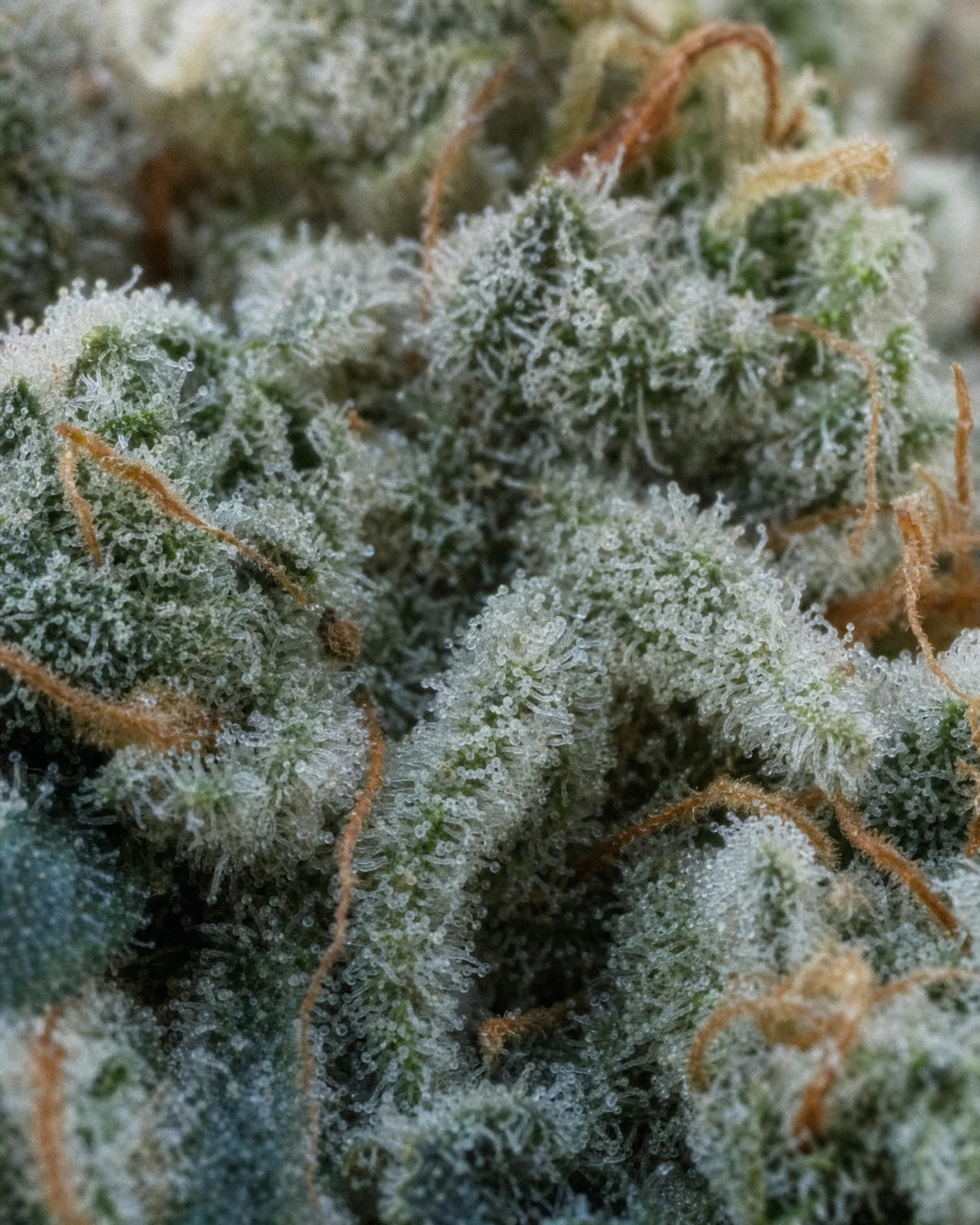 Trichome der Cannabissorte White Widow Autoflower in Nahaufnahme