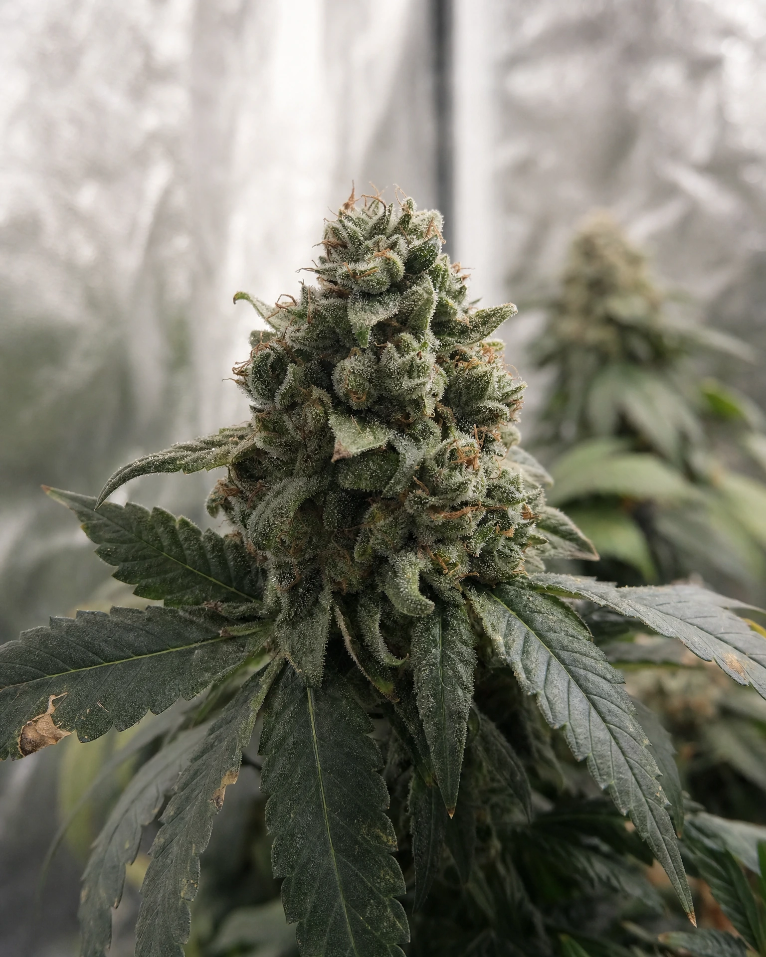 Blühende Cannabispflanze der Sorte Hindu Kush Autoflower