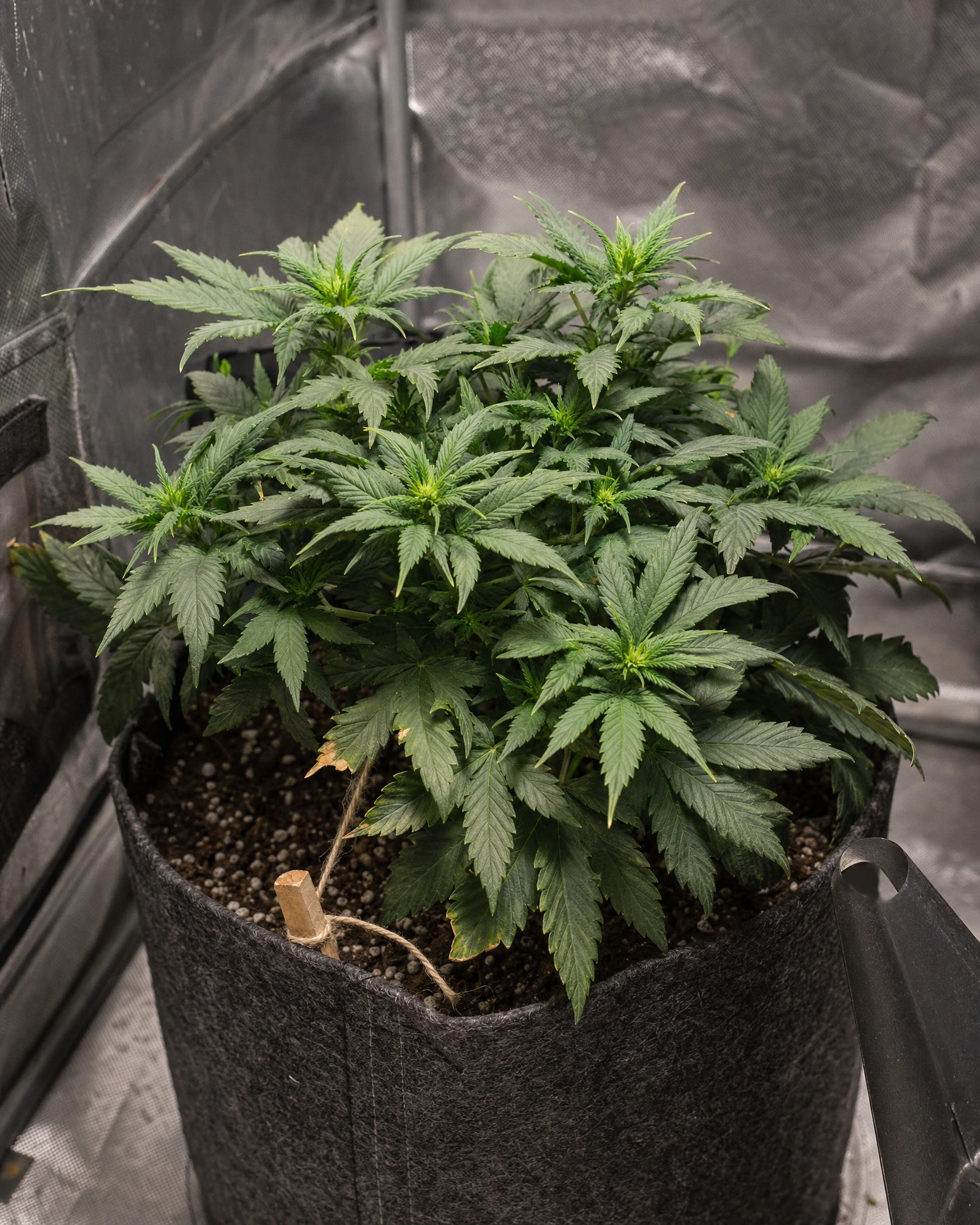 Hindu Kush Autoflower in der vegetativen Wachstumsphase