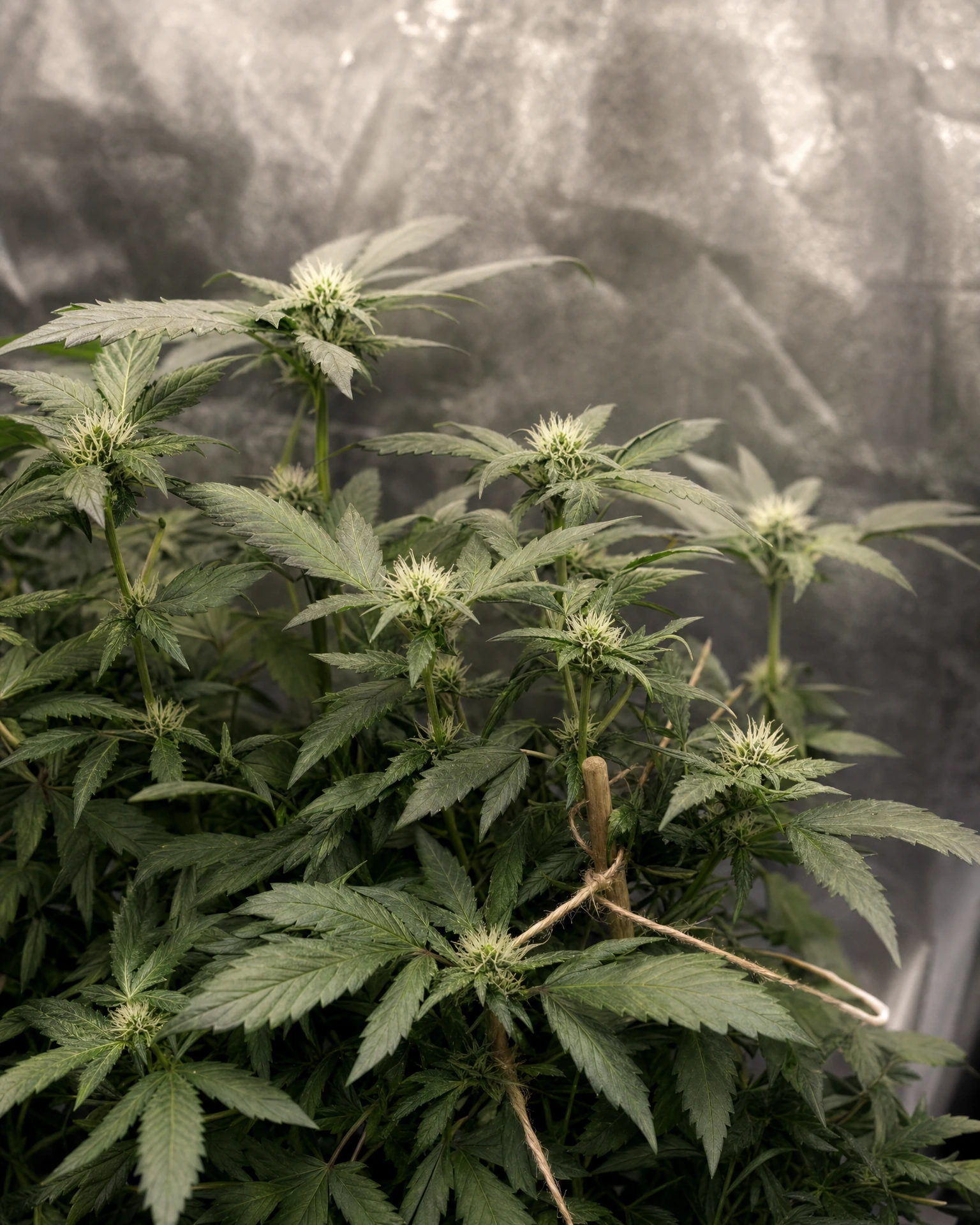 Hindu Kush Autoflower in der frühen Blütephase